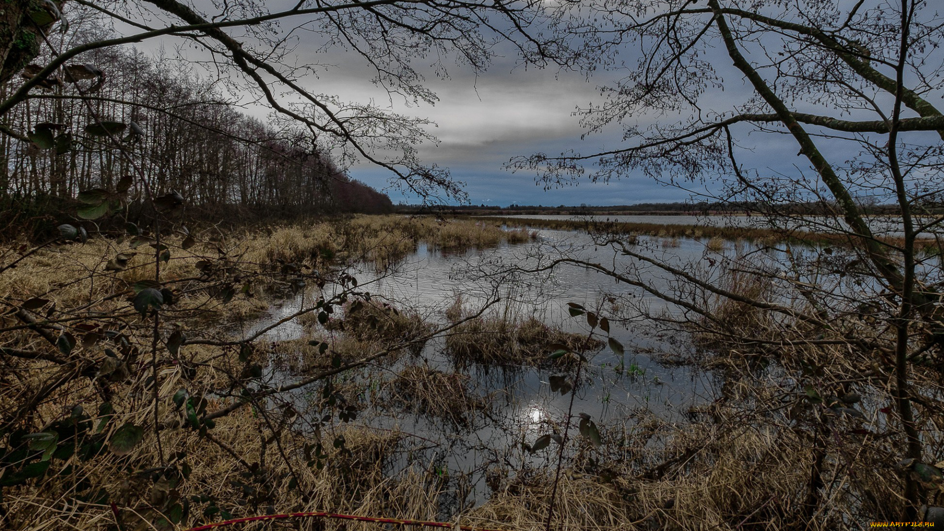 природа, реки, озера, лес, река