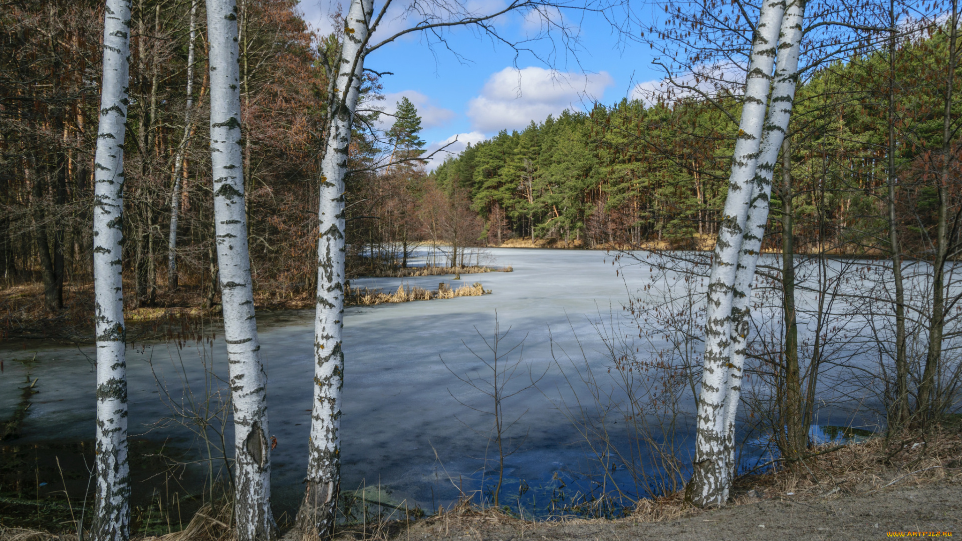 природа, реки, озера, лес, река