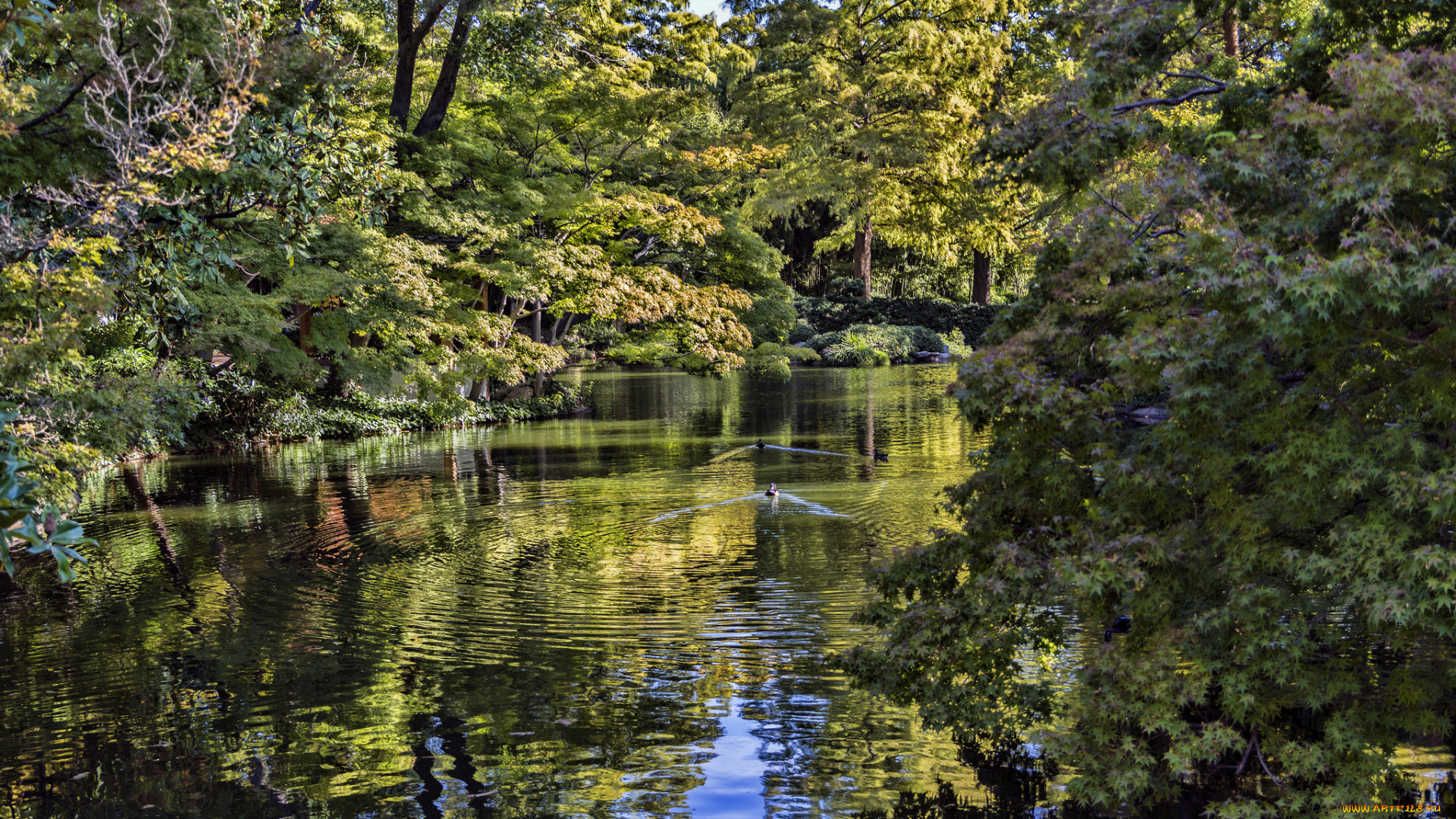 природа, реки, озера, река, лес