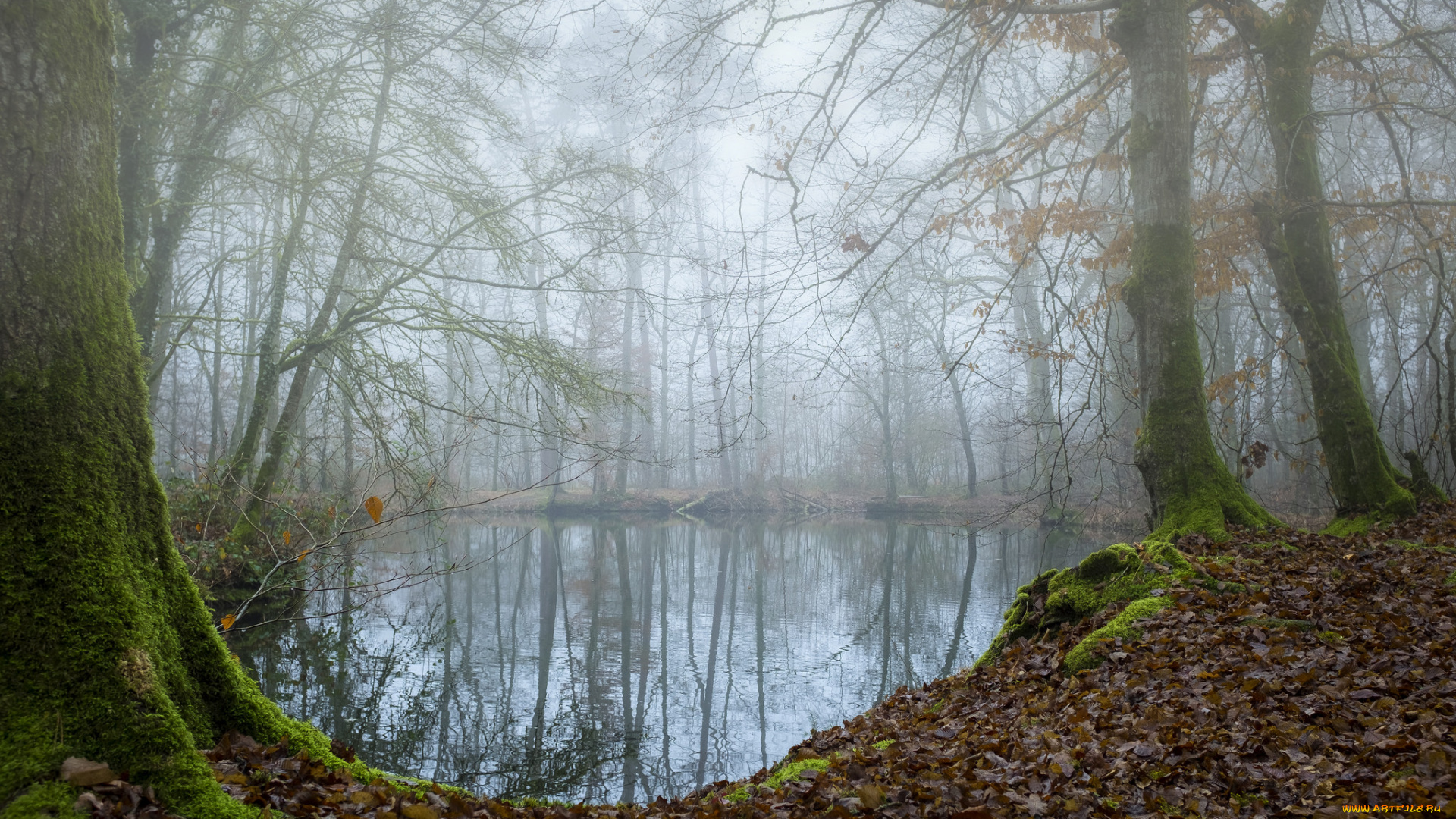 природа, реки, озера, река, лес