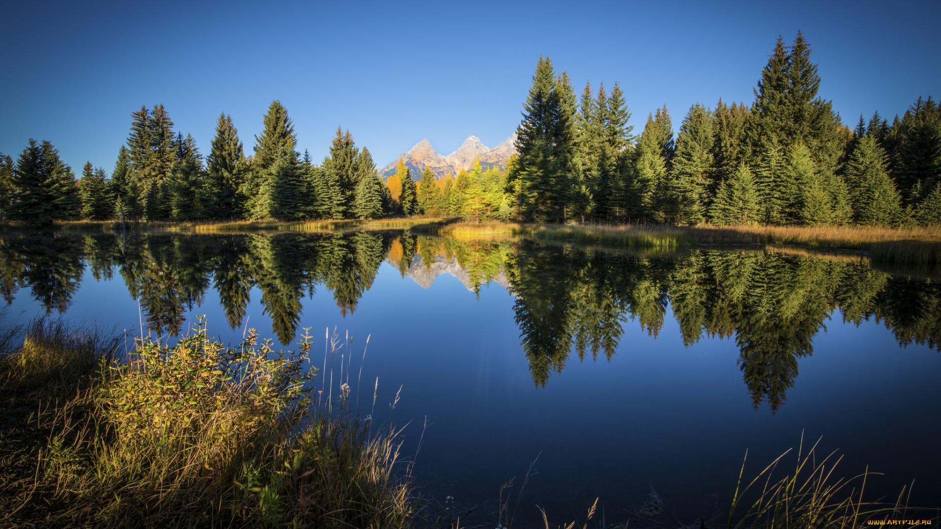 природа, реки, озера, река, лес