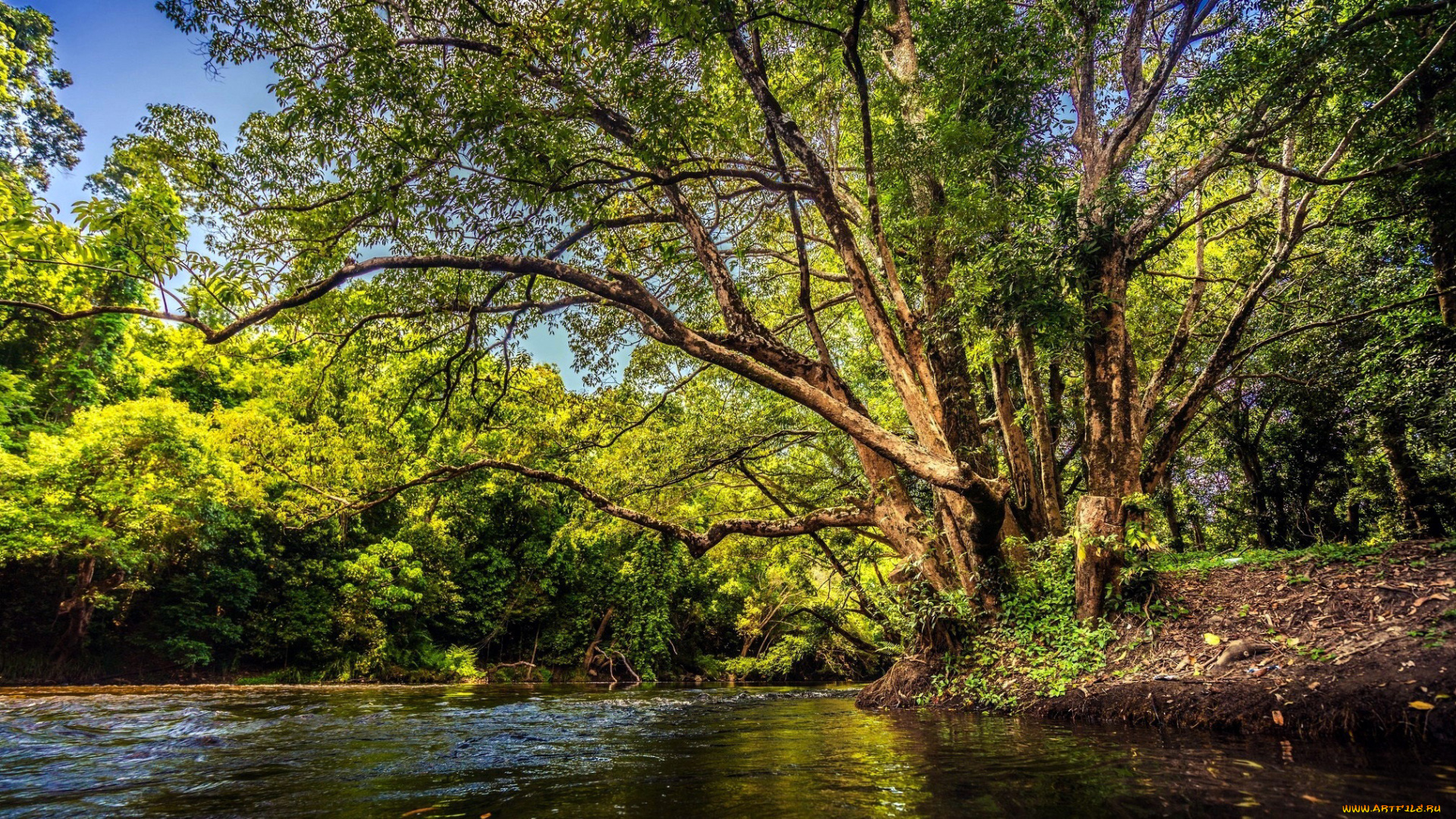 природа, реки, озера, вода, река, деревья