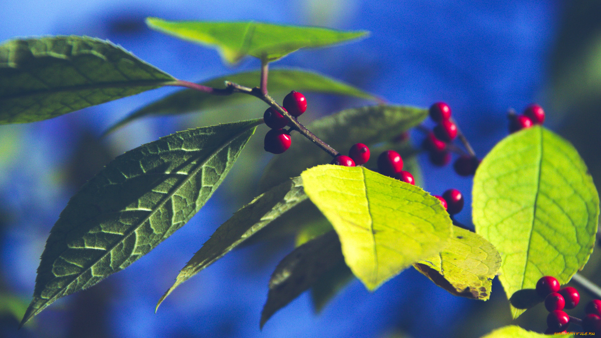 природа, Ягоды, ягоды, ветка, листья