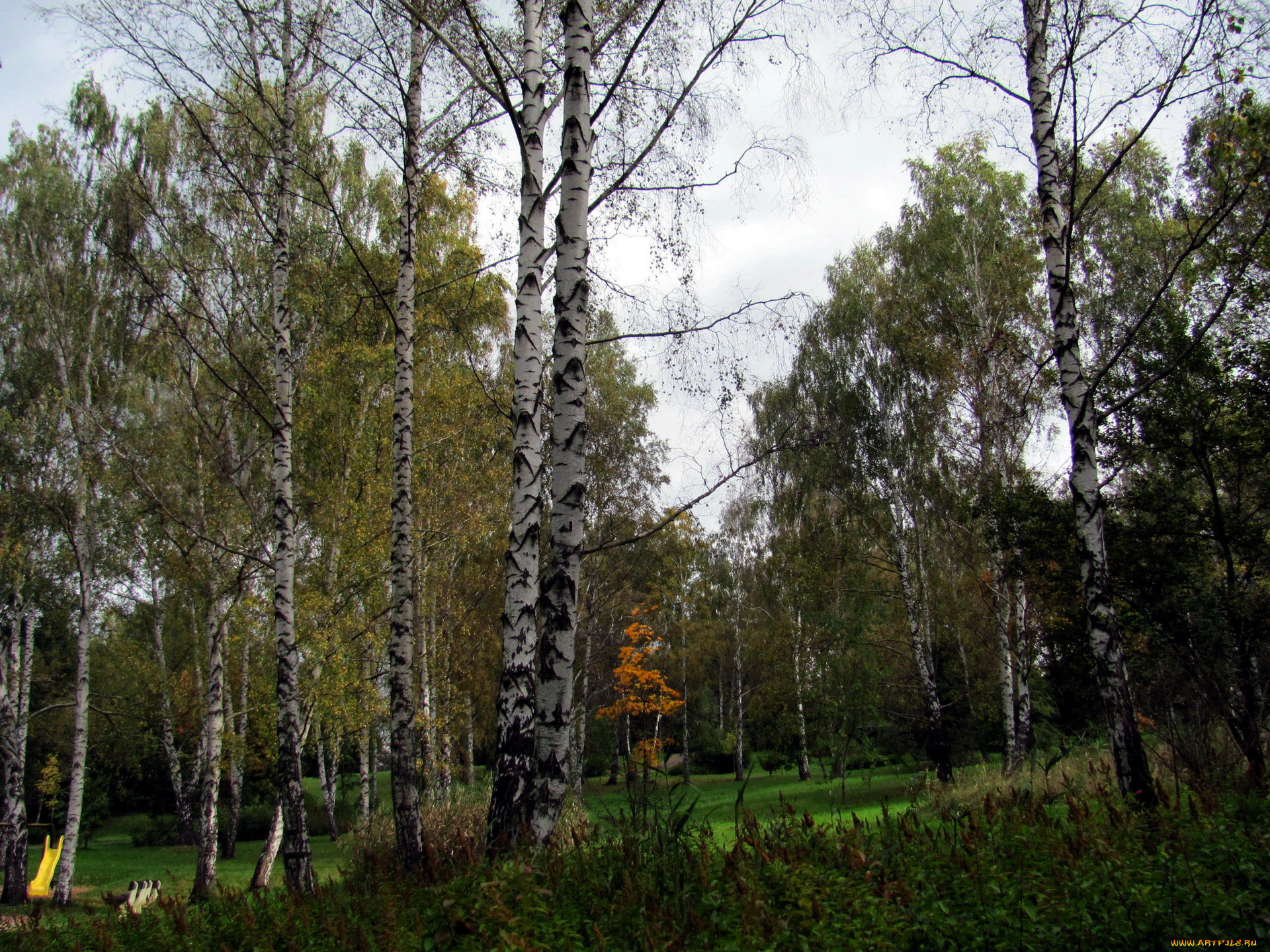 природа, парк, осень, березы