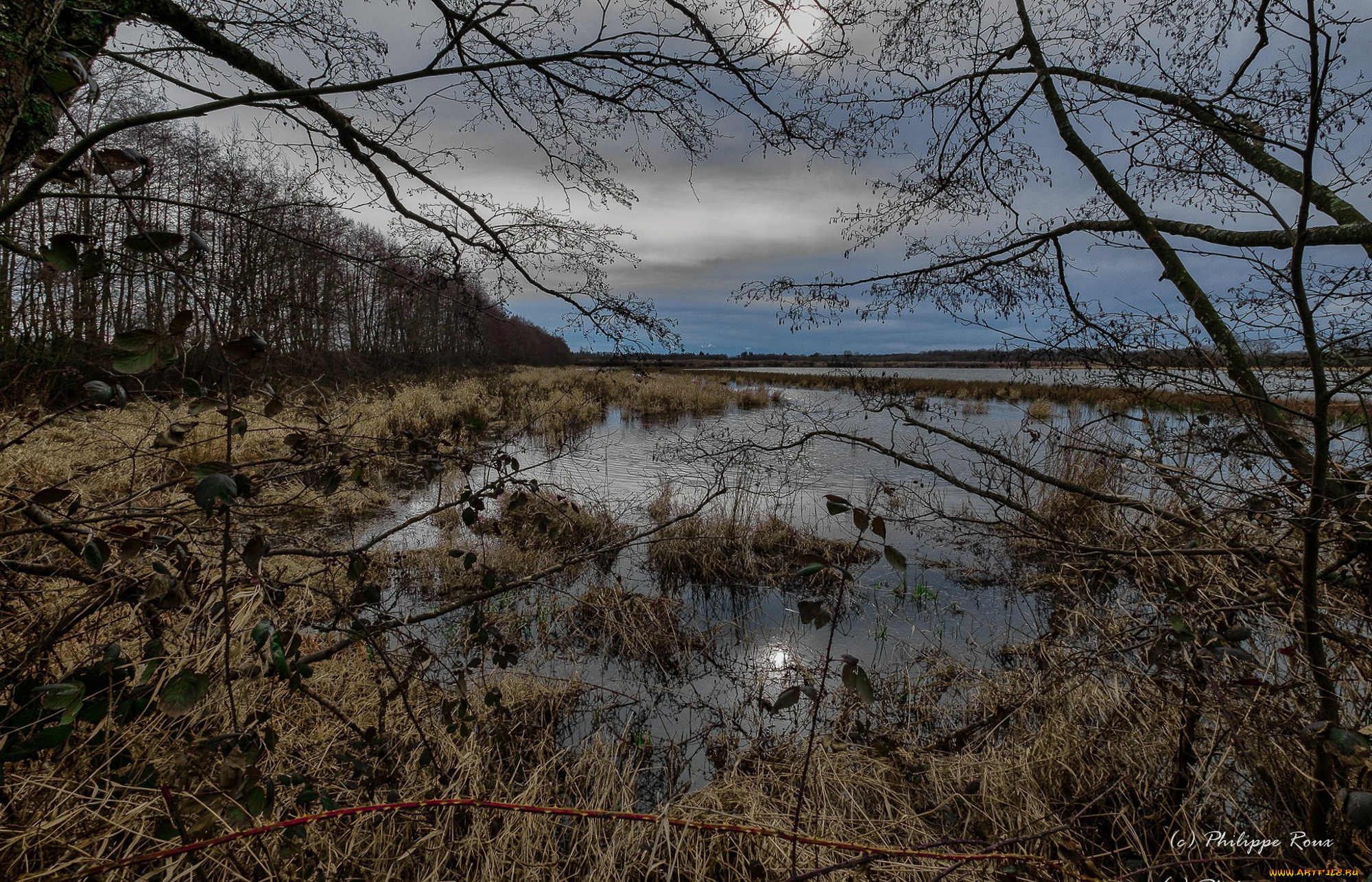 природа, реки, озера, лес, река