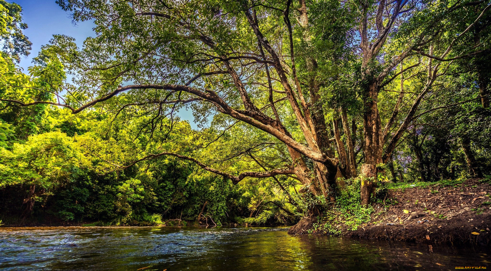 природа, реки, озера, вода, река, деревья