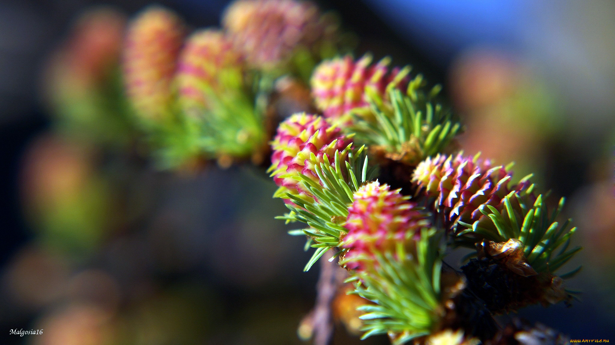 природа, шишки, , жёлуди, , каштаны, боке, весна