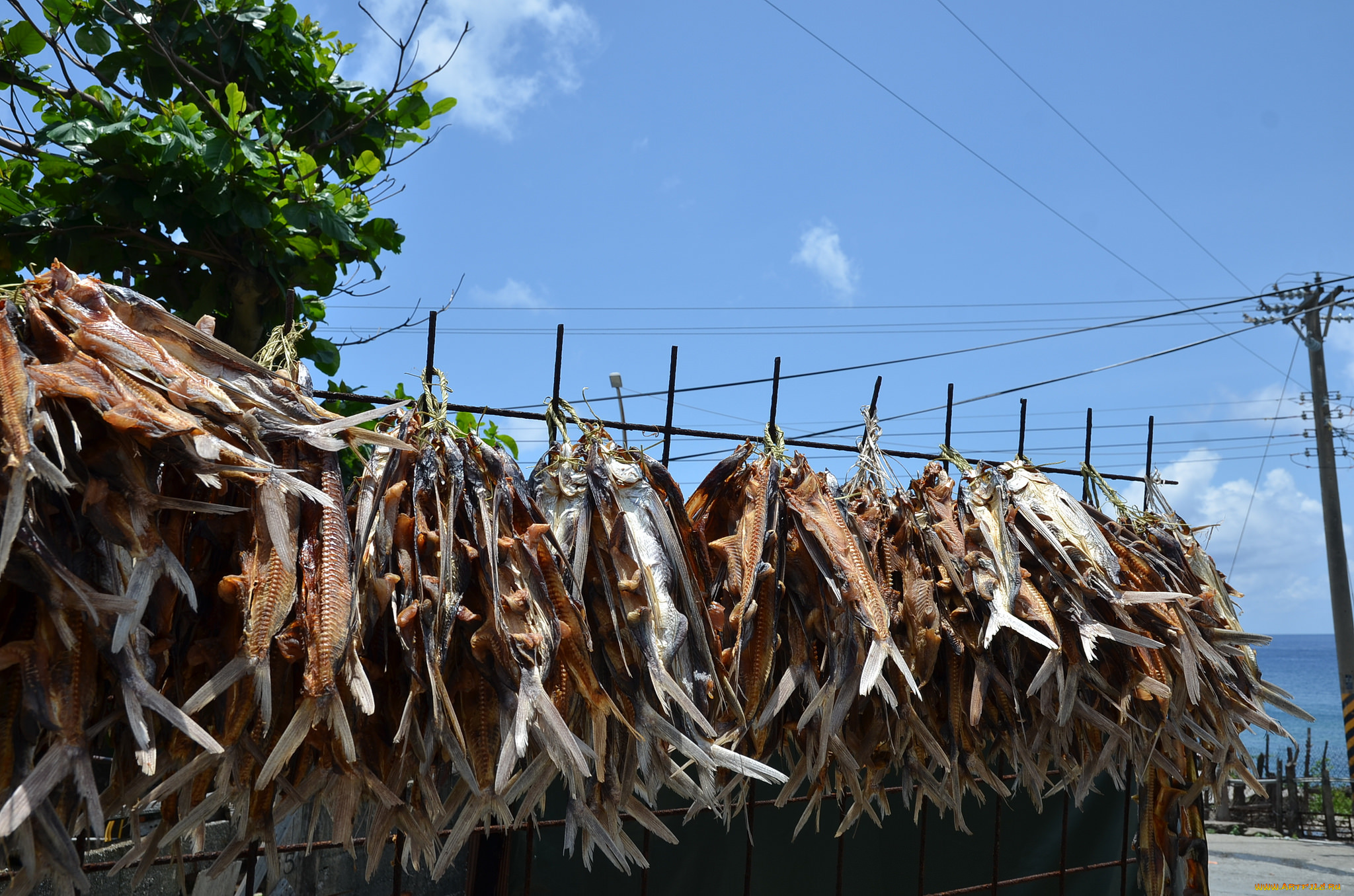 еда, рыба, , морепродукты, , суши, , роллы, вяление