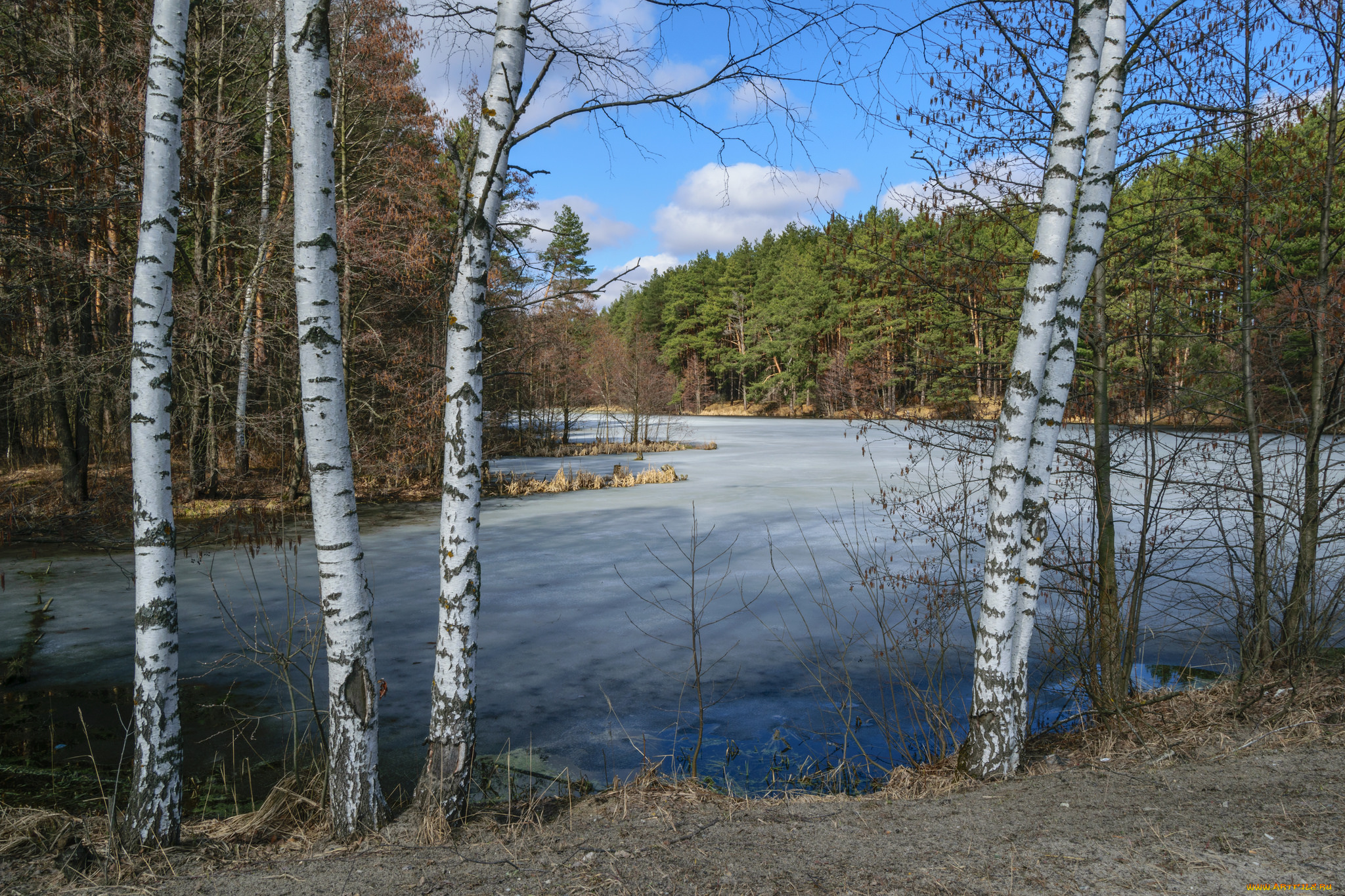 природа, реки, озера, лес, река