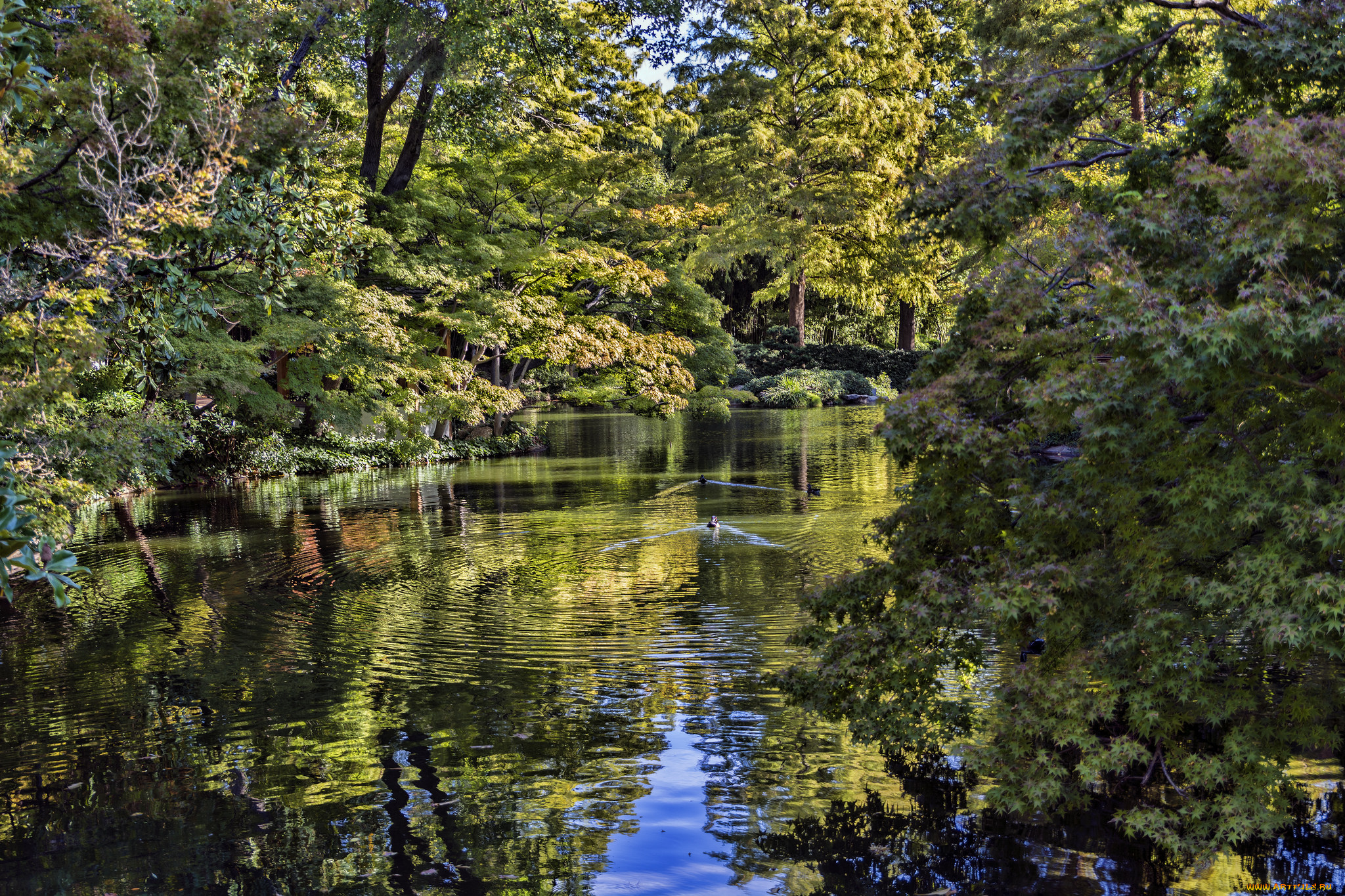 природа, реки, озера, река, лес