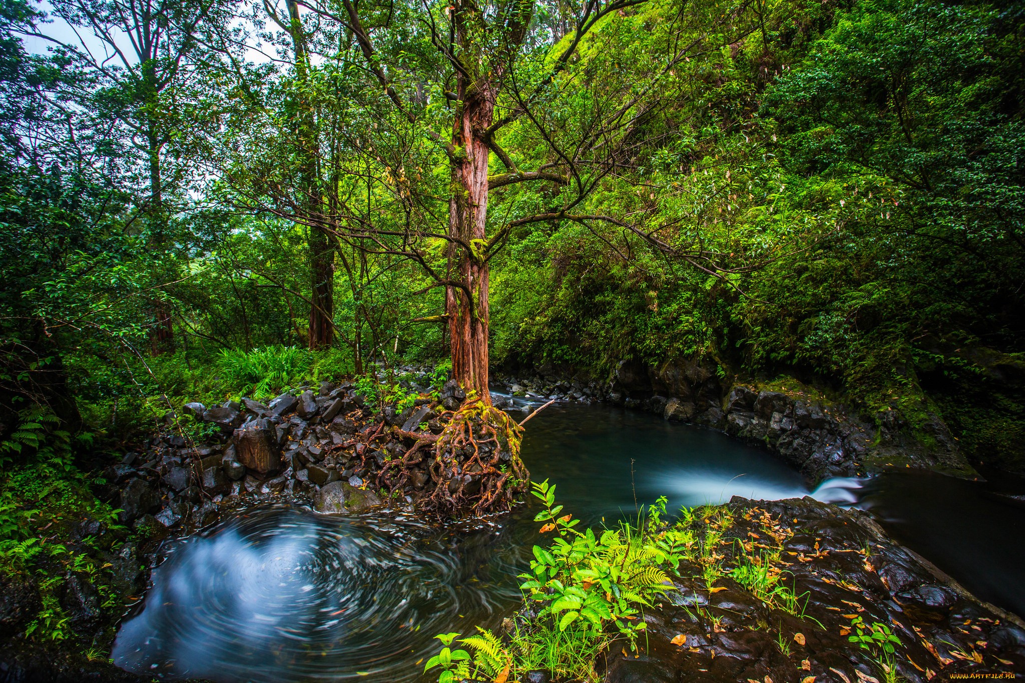 природа, реки, озера, река, лес