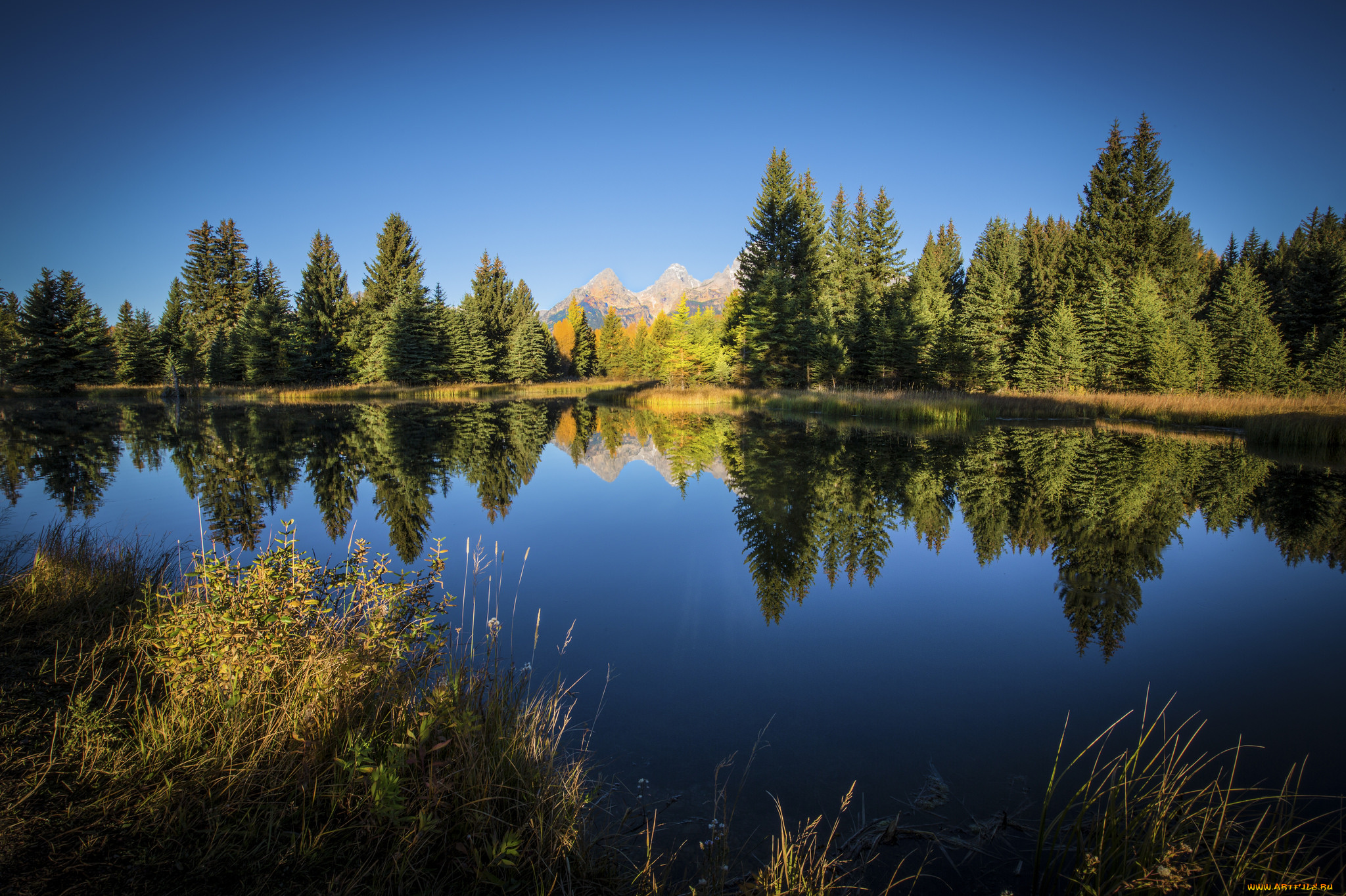 природа, реки, озера, река, лес