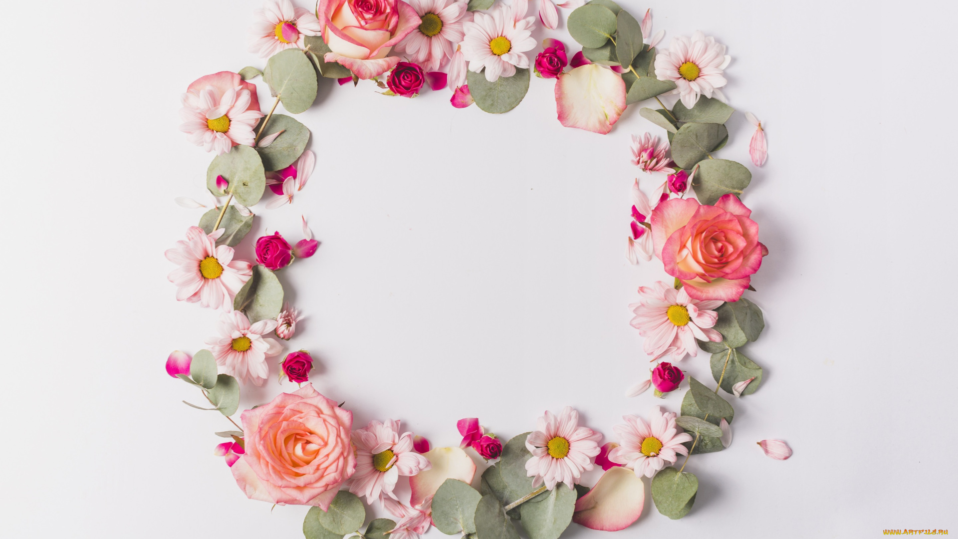 цветы, букеты, , композиции, petals, tender, розы, pink, ромашки, лепестки, fresh, розовые, rose, flowers, frame