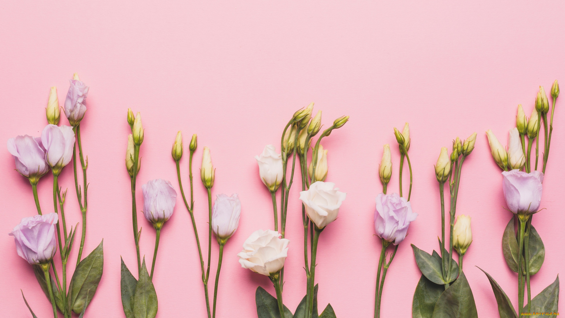 цветы, эустома, roses, fresh, flowers, spring, tender, pink, бутоны, розовые