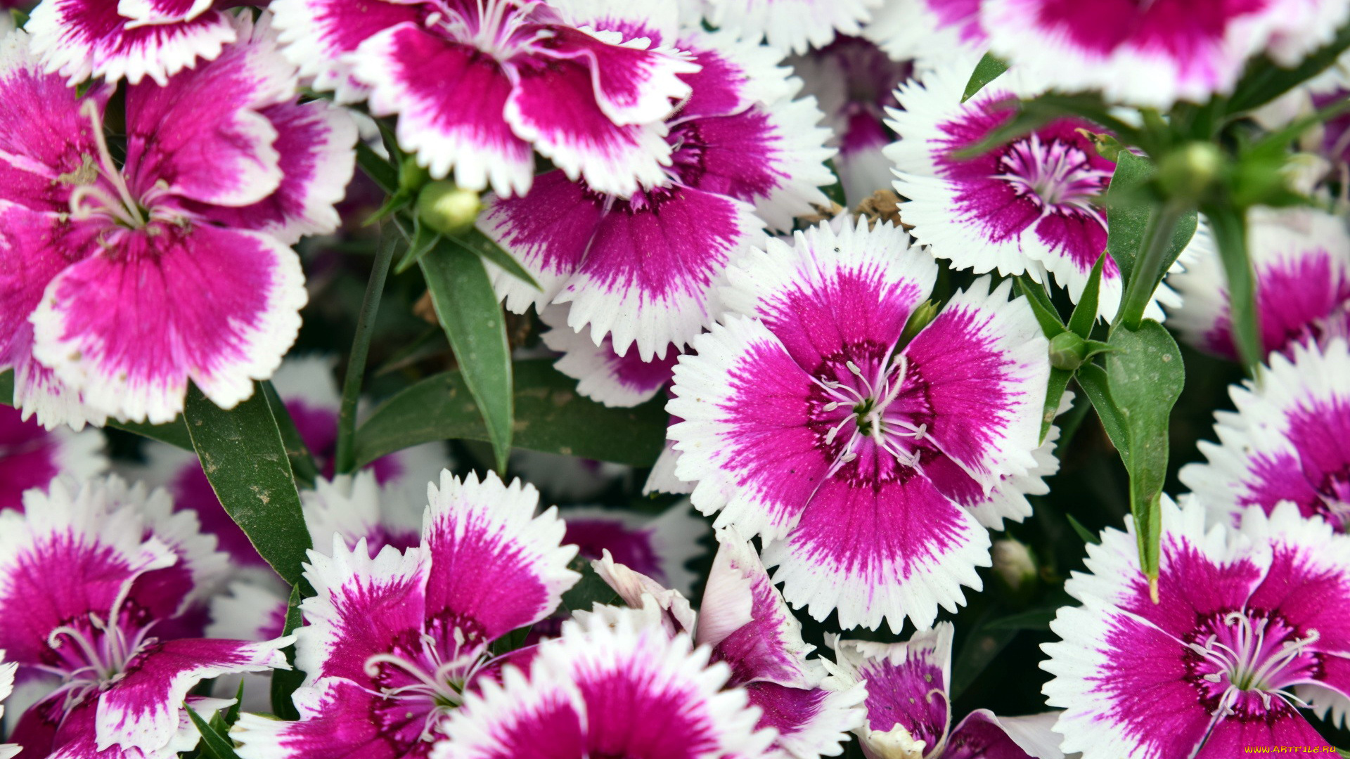 цветы, гвоздики, шабо