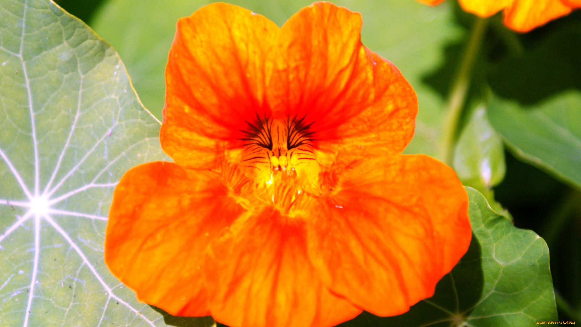 цветы, настурции, листья, оранжевые
