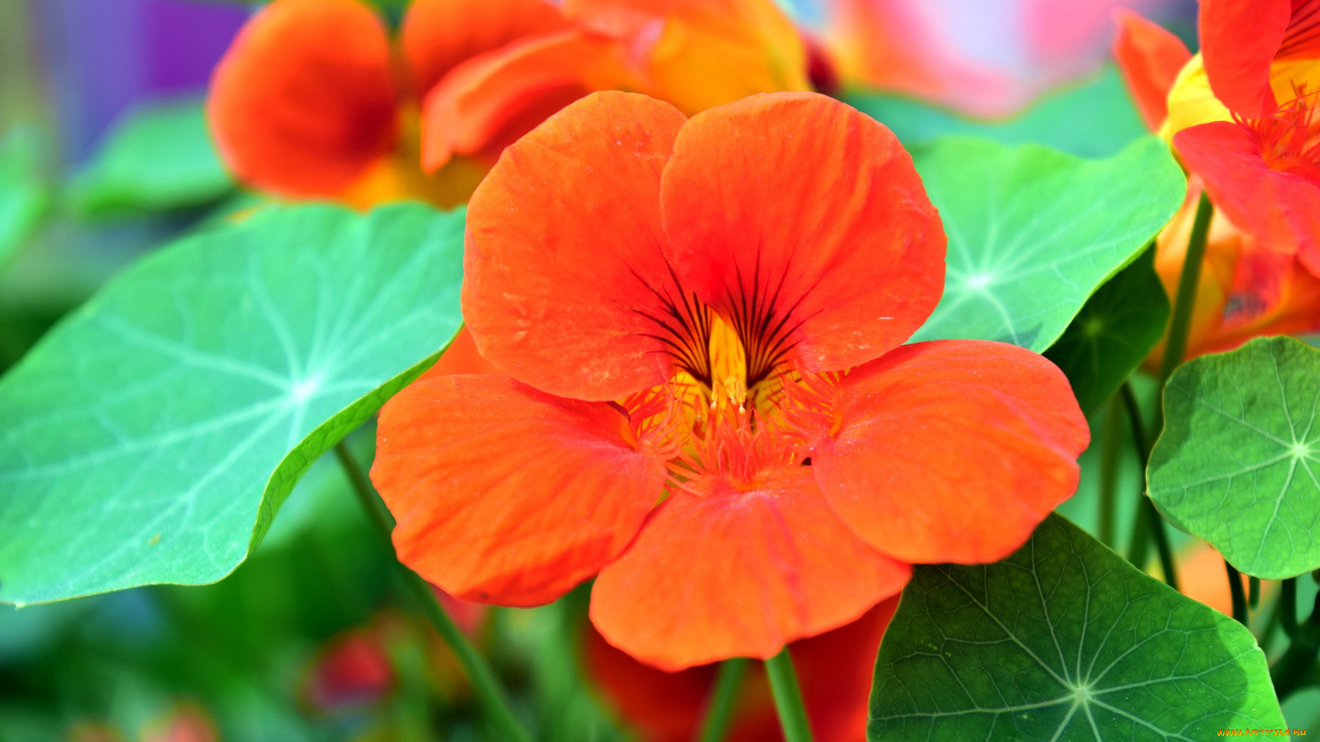 цветы, настурции, оранжевый
