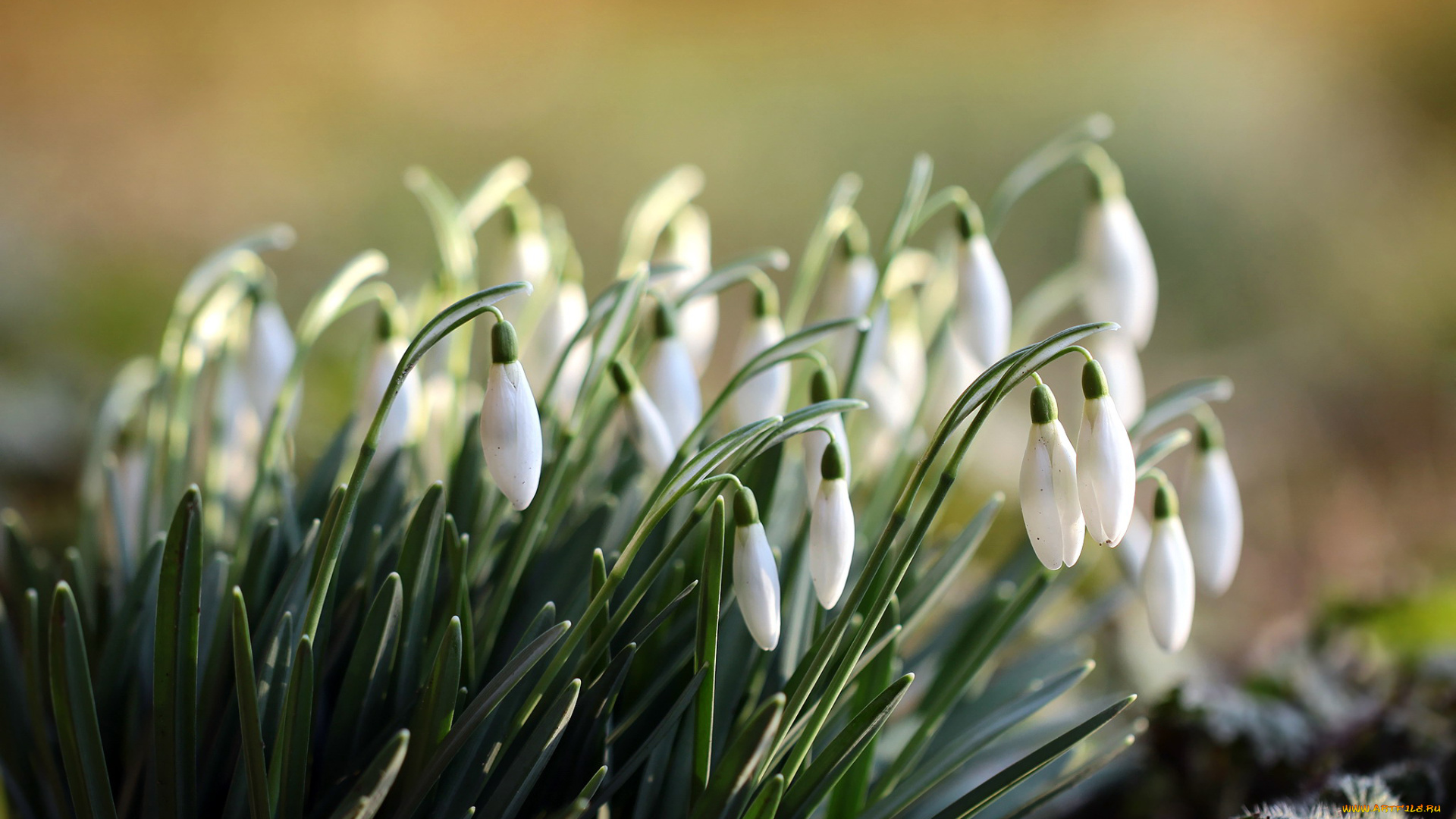 цветы, подснежники, , белоцветники, , пролески, белый