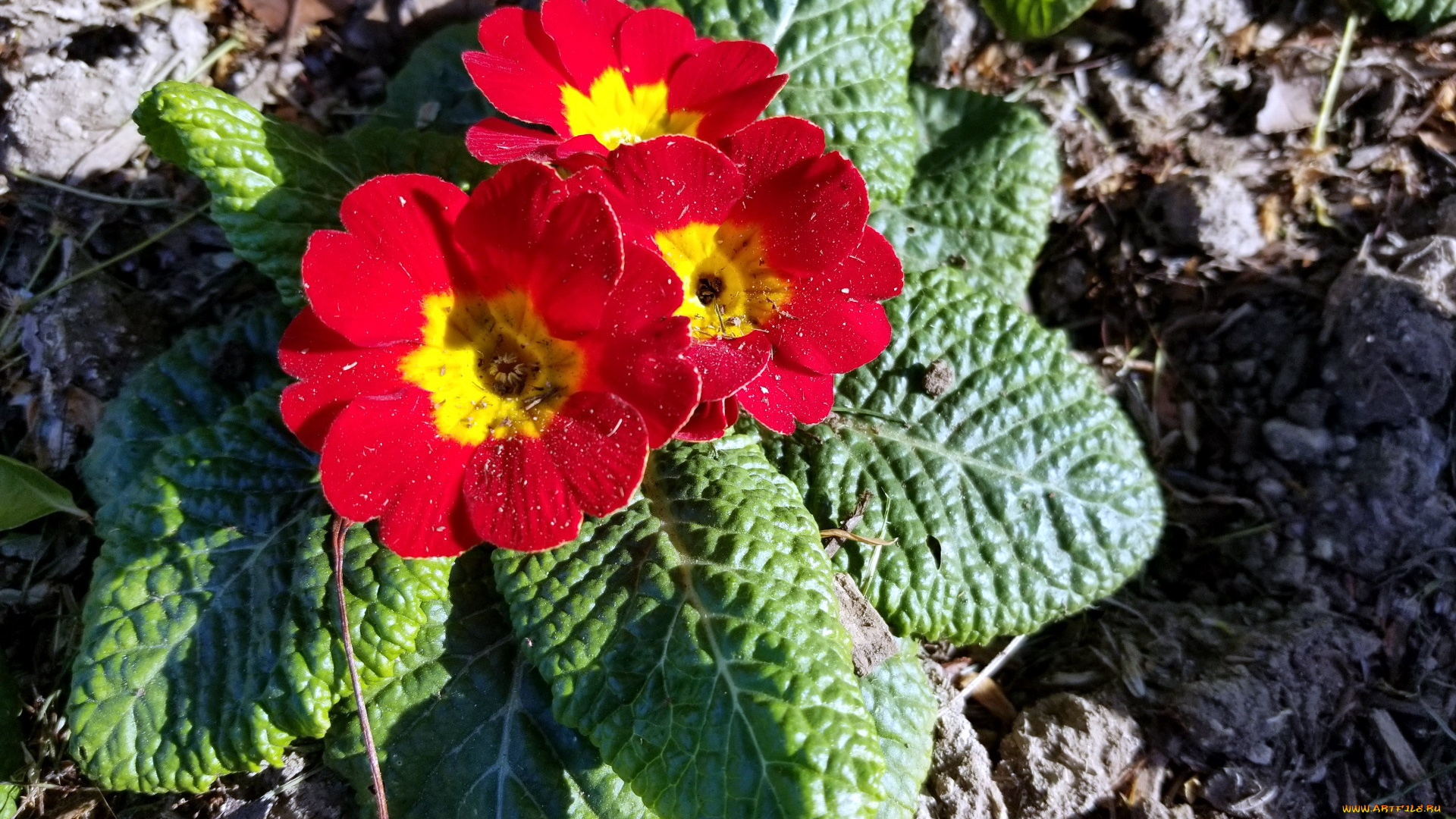 цветы, примулы, первоцвет