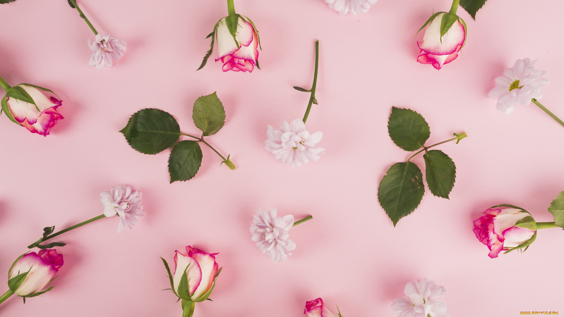 цветы, разные, вместе, flowers, spring, фон, розы, pink, roses, весна, background, бутоны