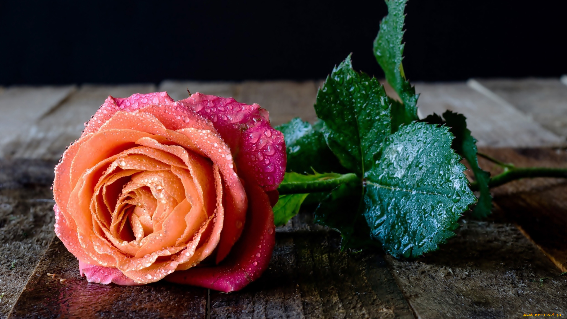 цветы, розы, бутон