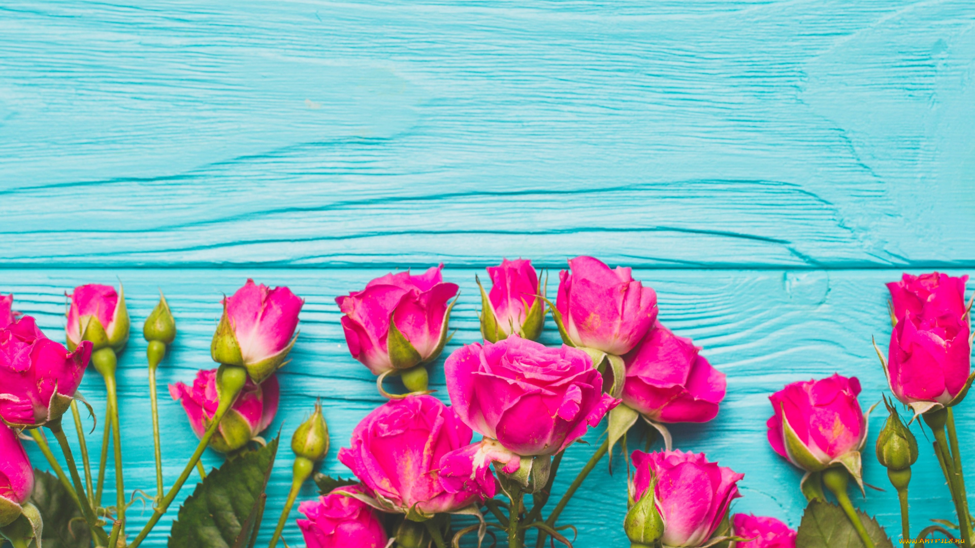 цветы, розы, flowers, romantic, бутоны, розовые, fresh, roses, wood, pink