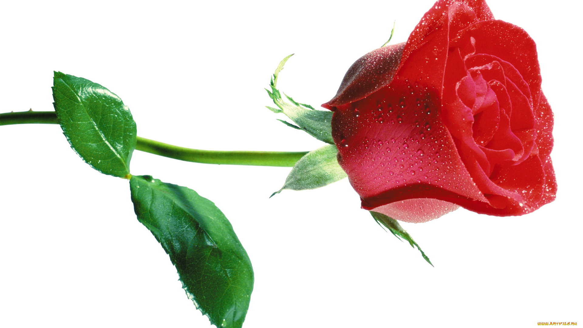 цветы, розы, роза, капли, листья, розовая