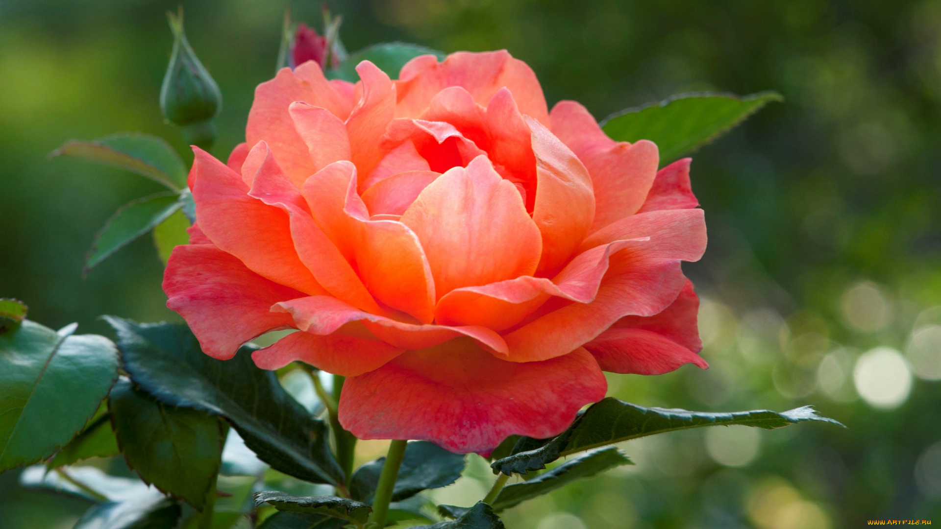 цветы, розы, роза, красавица, пышная