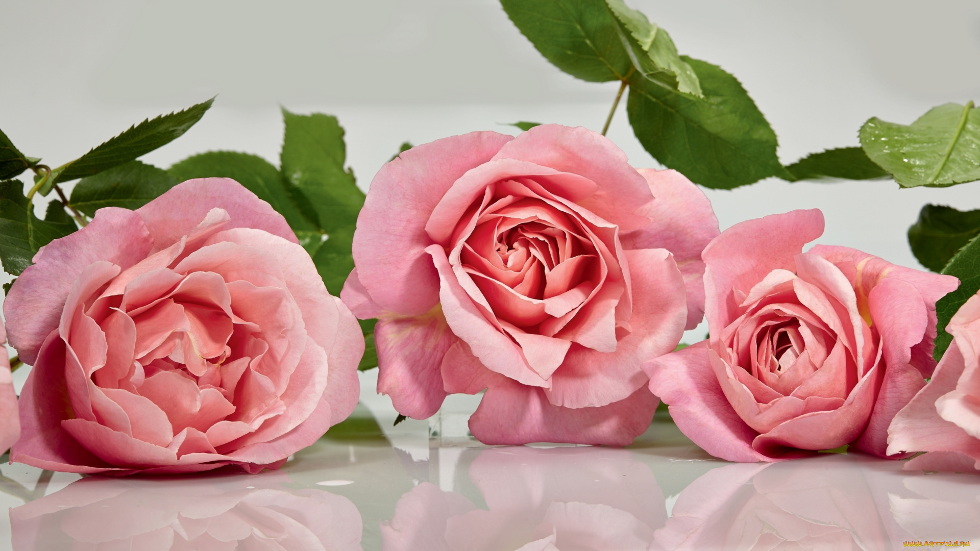 цветы, розы, розовый