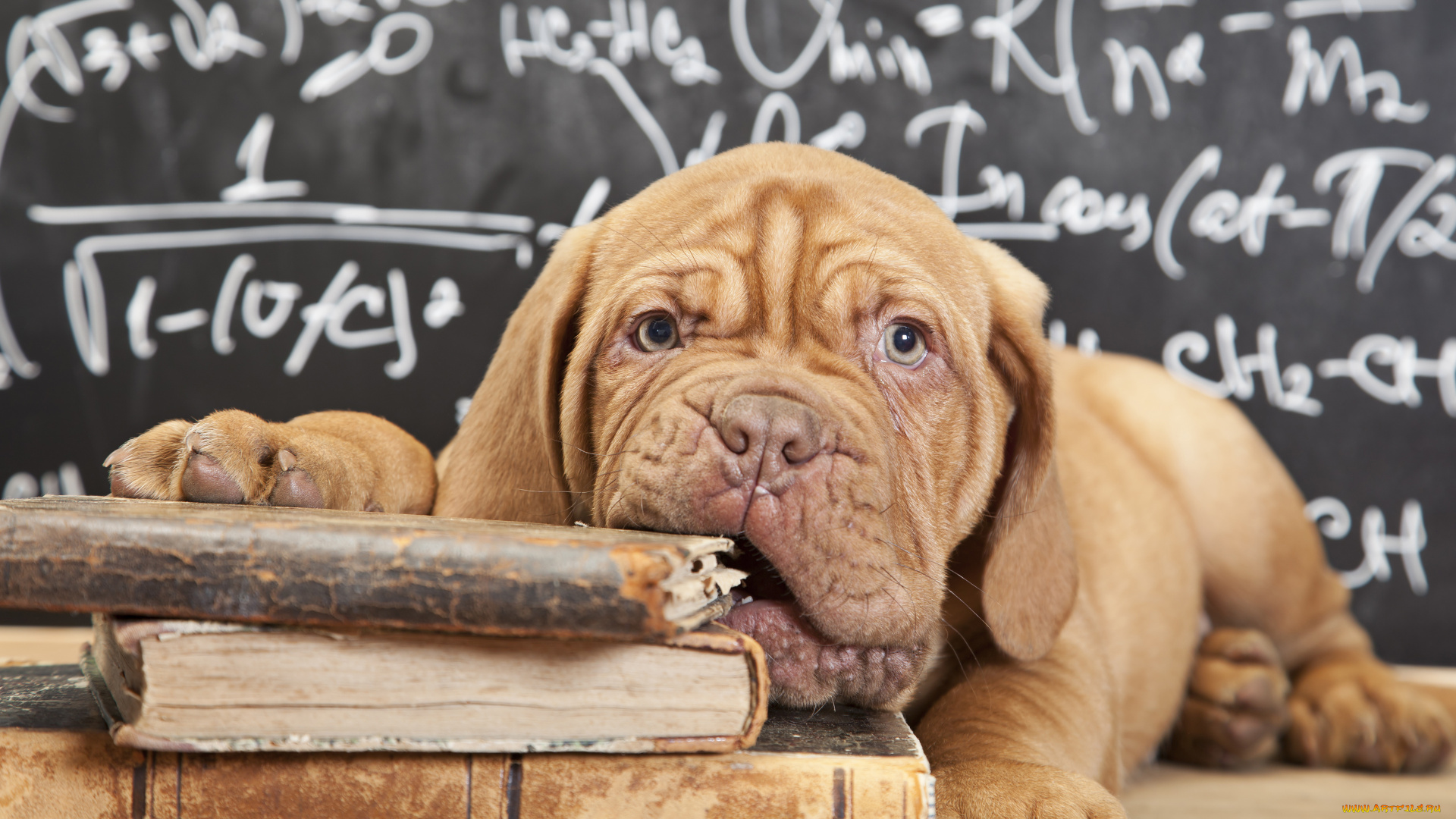 французский, мастиф, животные, собаки, домашнее, животное, книга, puppy, щенок, books, французский, мастиф, cute, animals