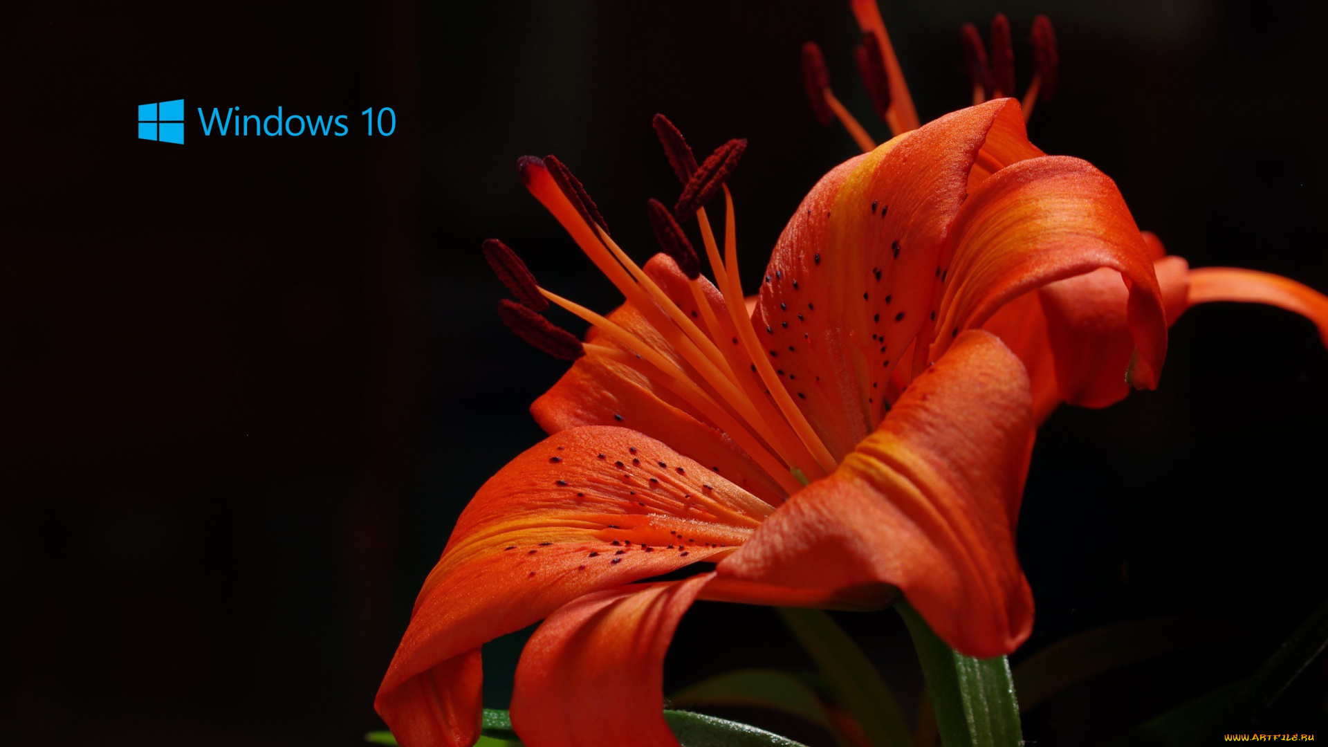 компьютеры, windows, , 10, логотип, лепестки, цветок, фон