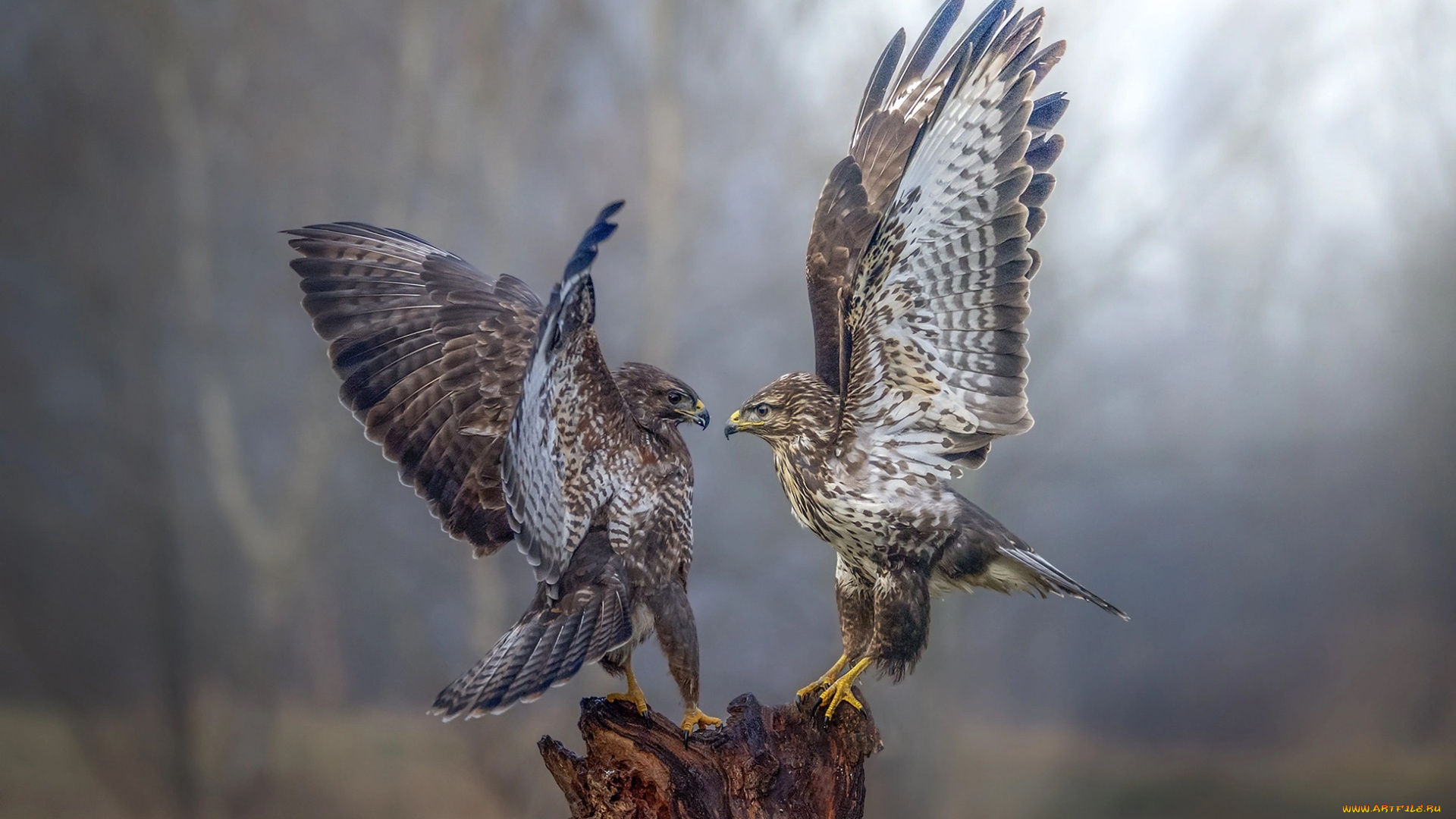 сокол, животные, птицы, -, хищники, хищник, птица, falcon, wings, birds