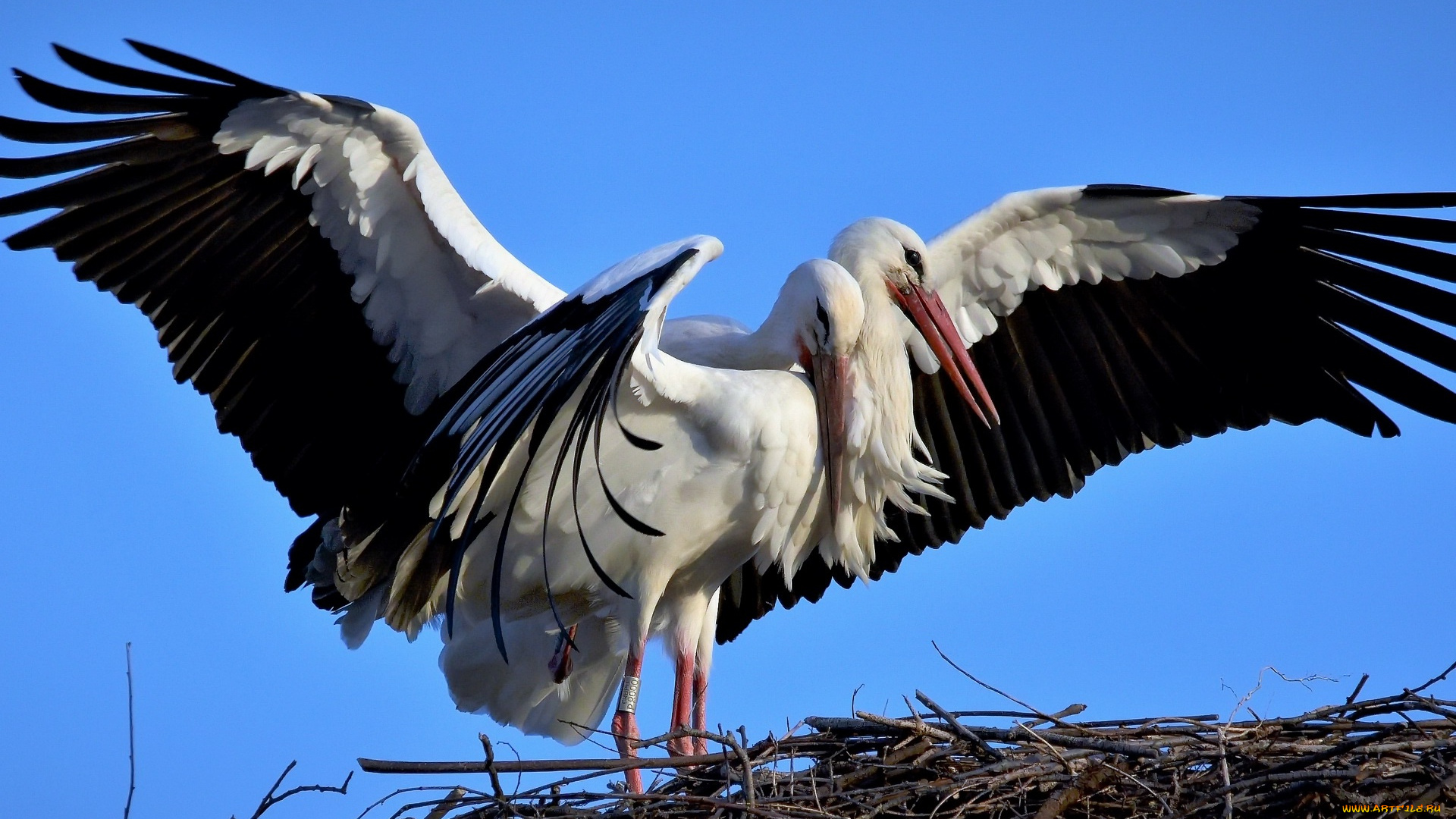 животные, аисты, гнездо