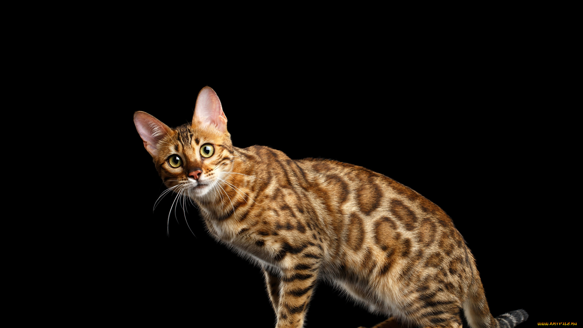 животные, коты, фон, кот