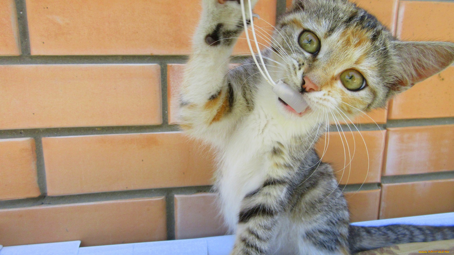 животные, коты, играет