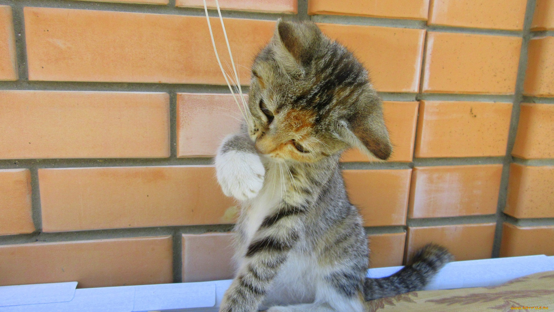 животные, коты, играет