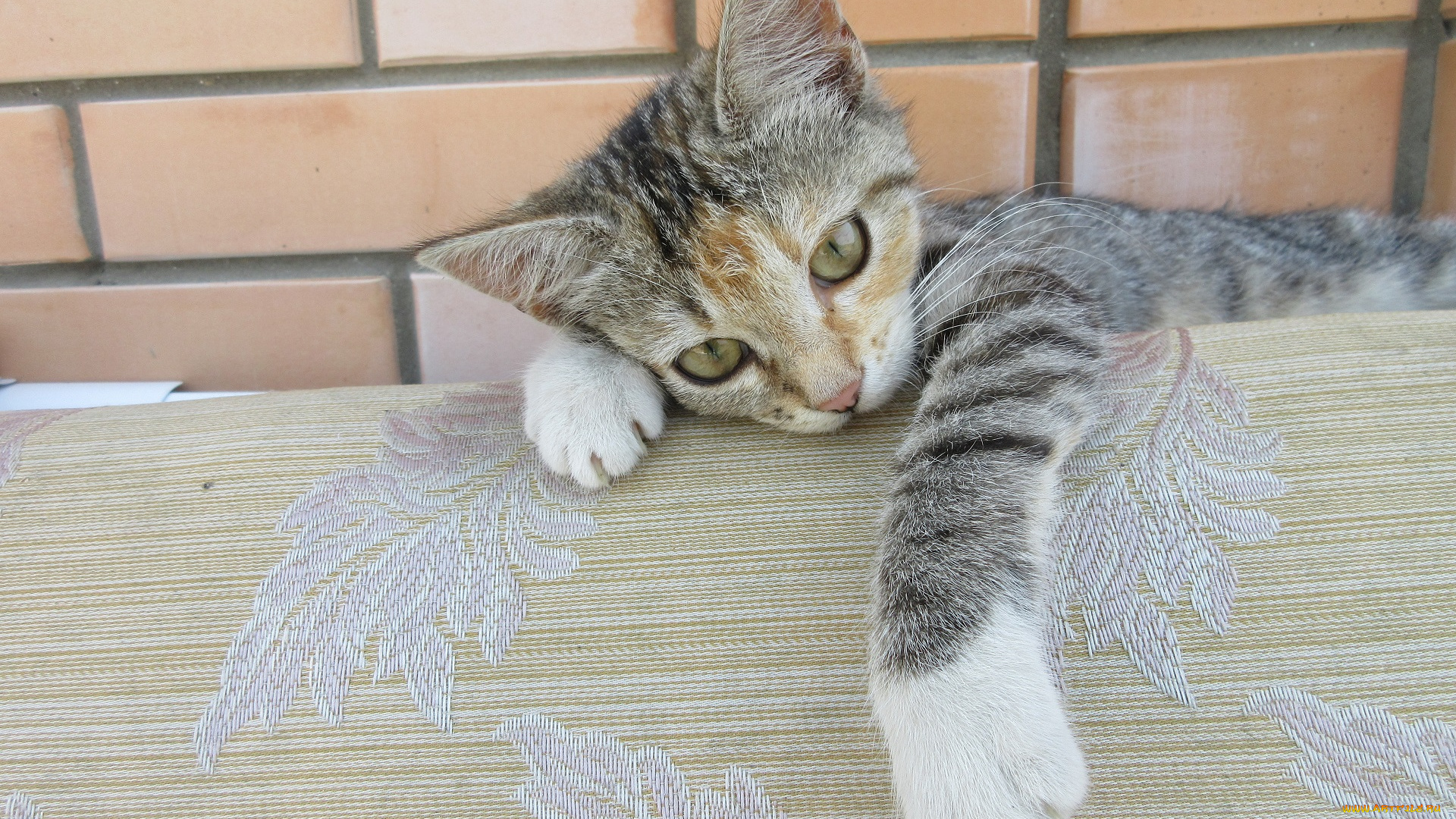 животные, коты, кошка