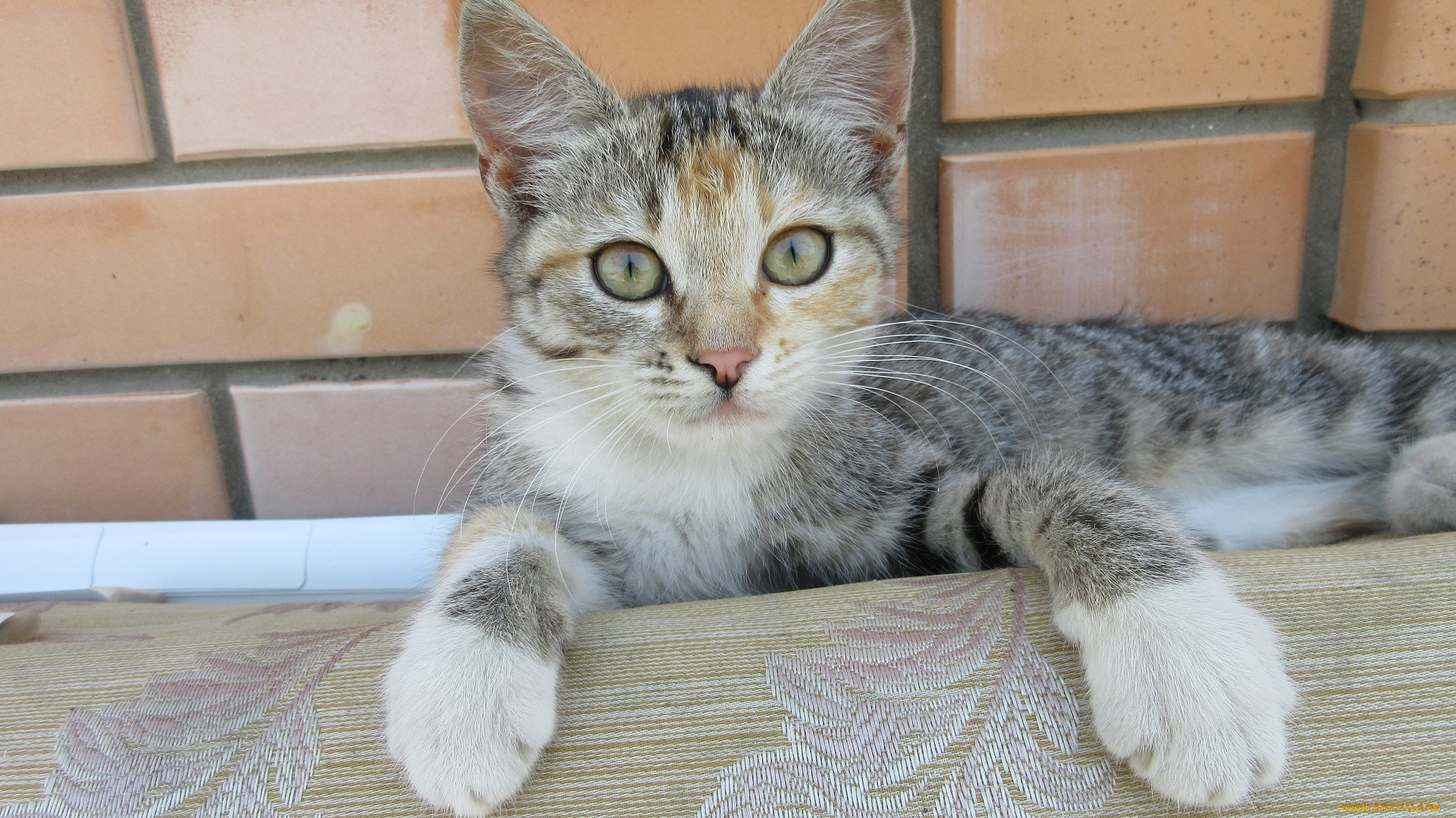 животные, коты, кошка