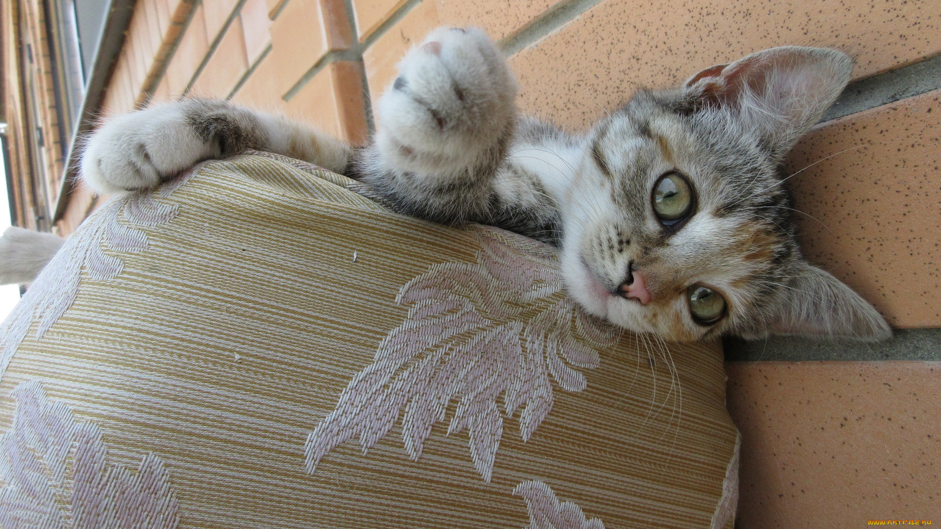 животные, коты, кошка