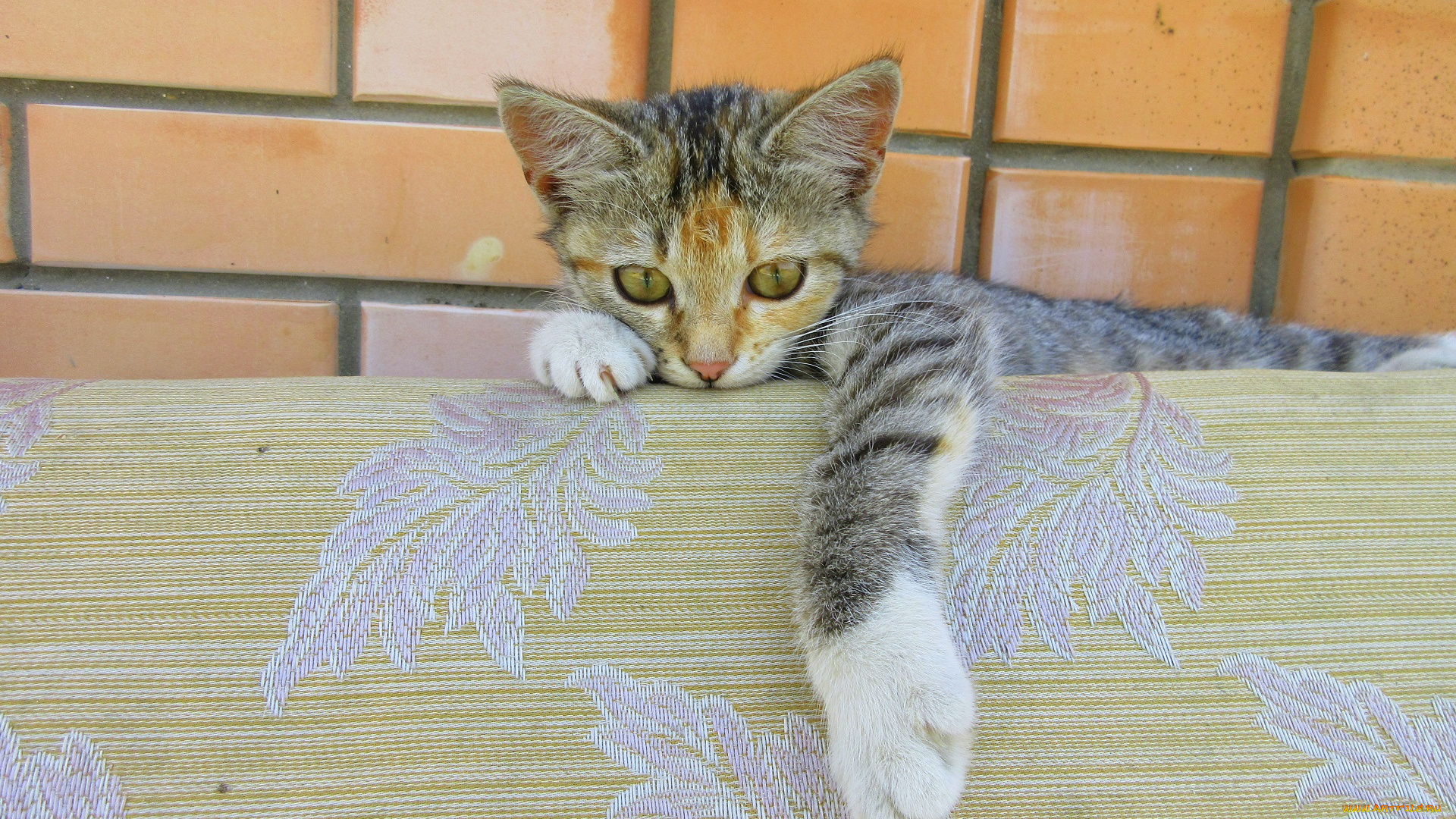 животные, коты, кошка