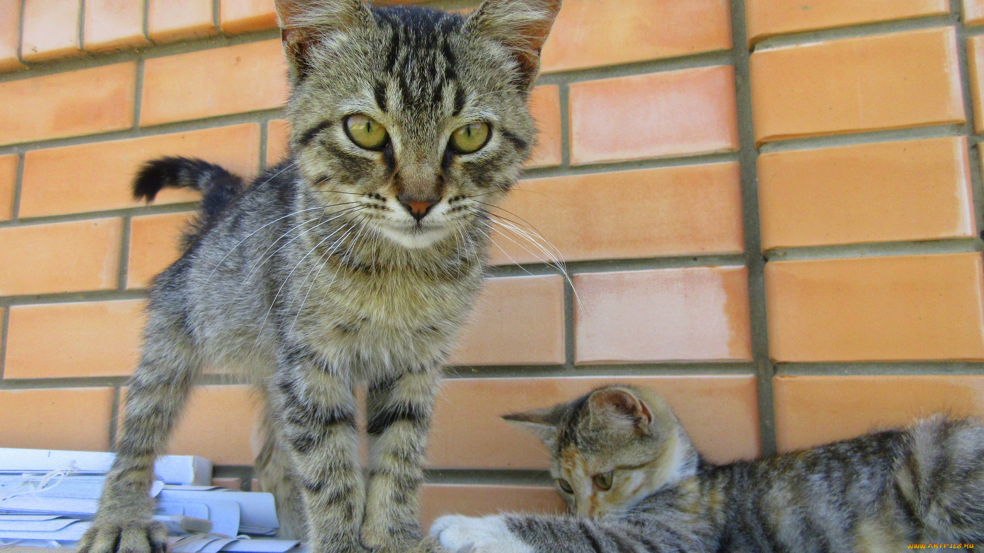 животные, коты, кошки, пара