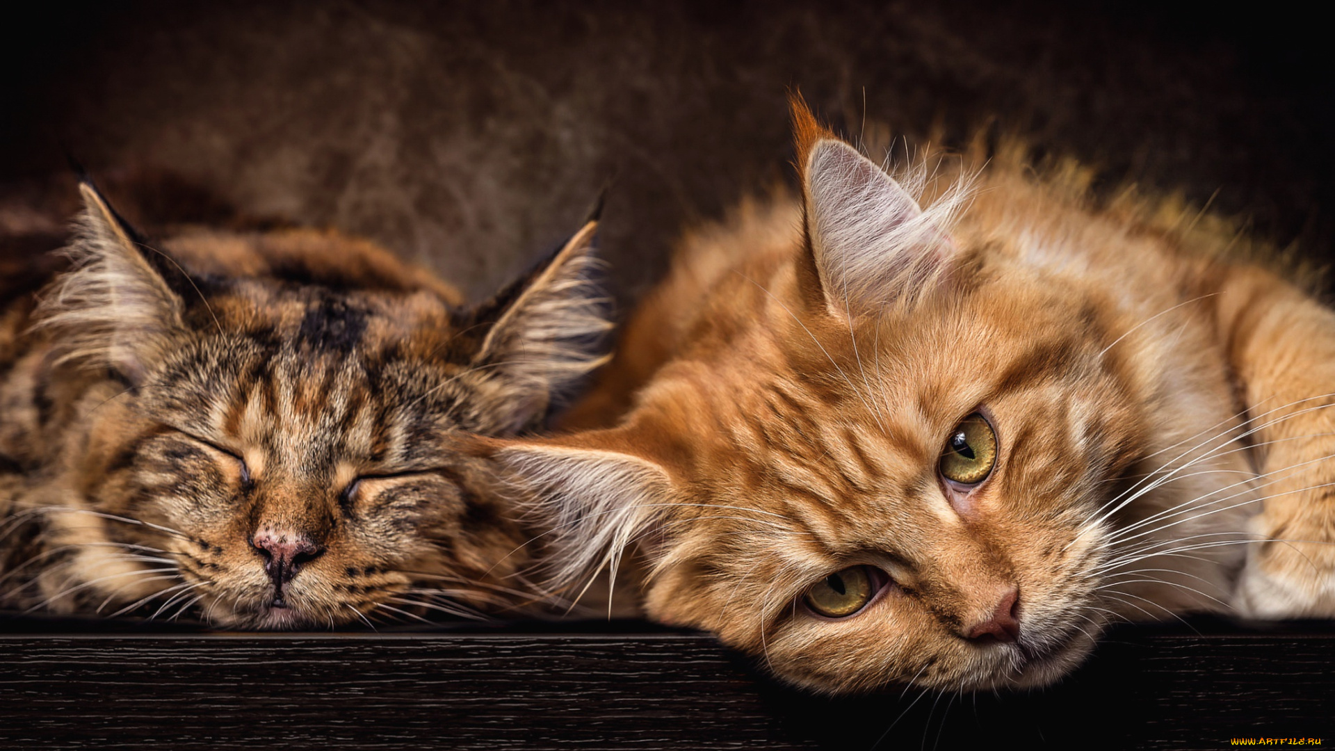 животные, коты, кошки, пара