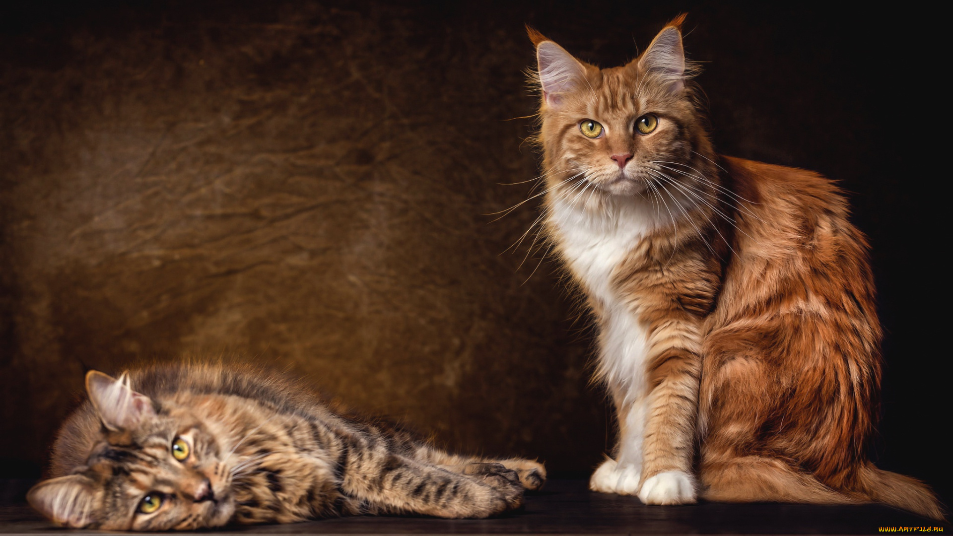 животные, коты, кошки, пара