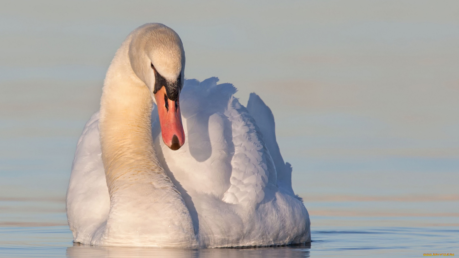 животные, лебеди, вода, лебедь, птица