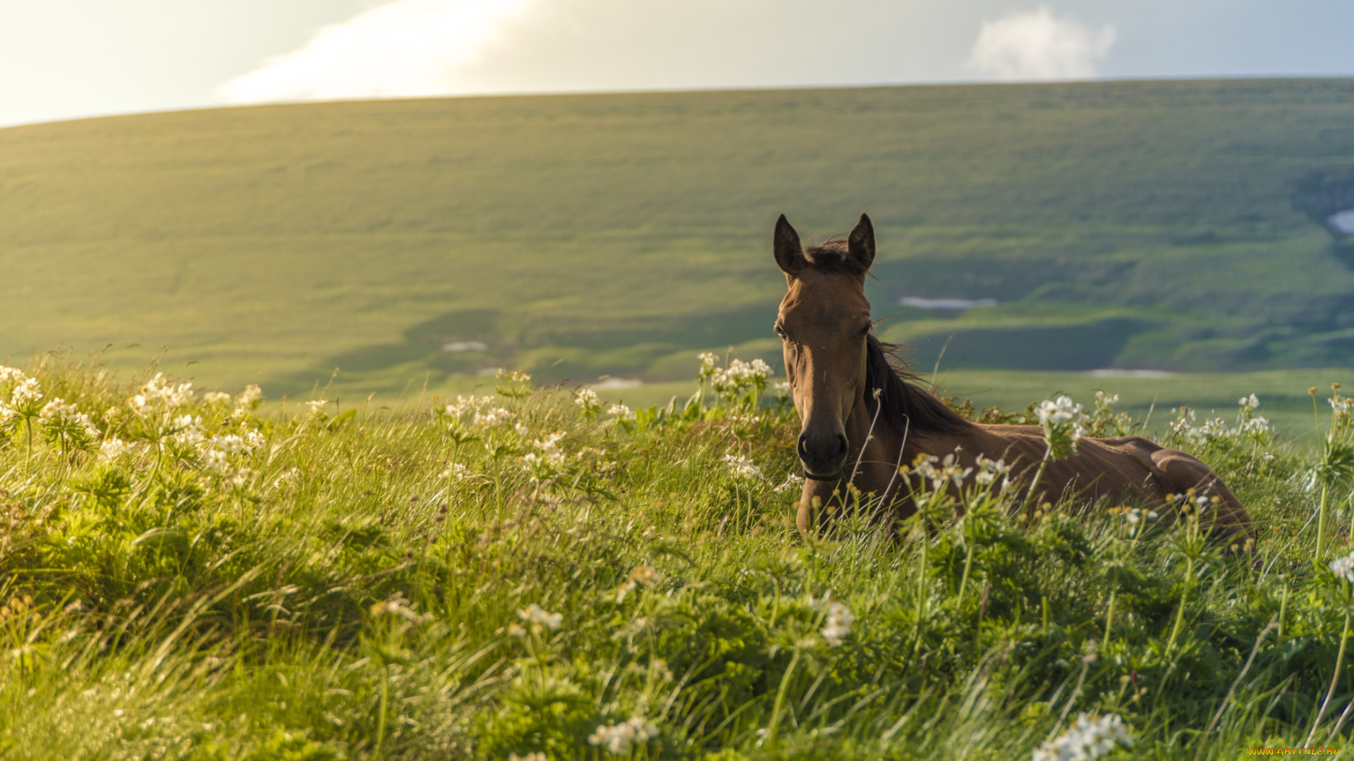 животные, лошади, конь, жеребенок, луг, трава