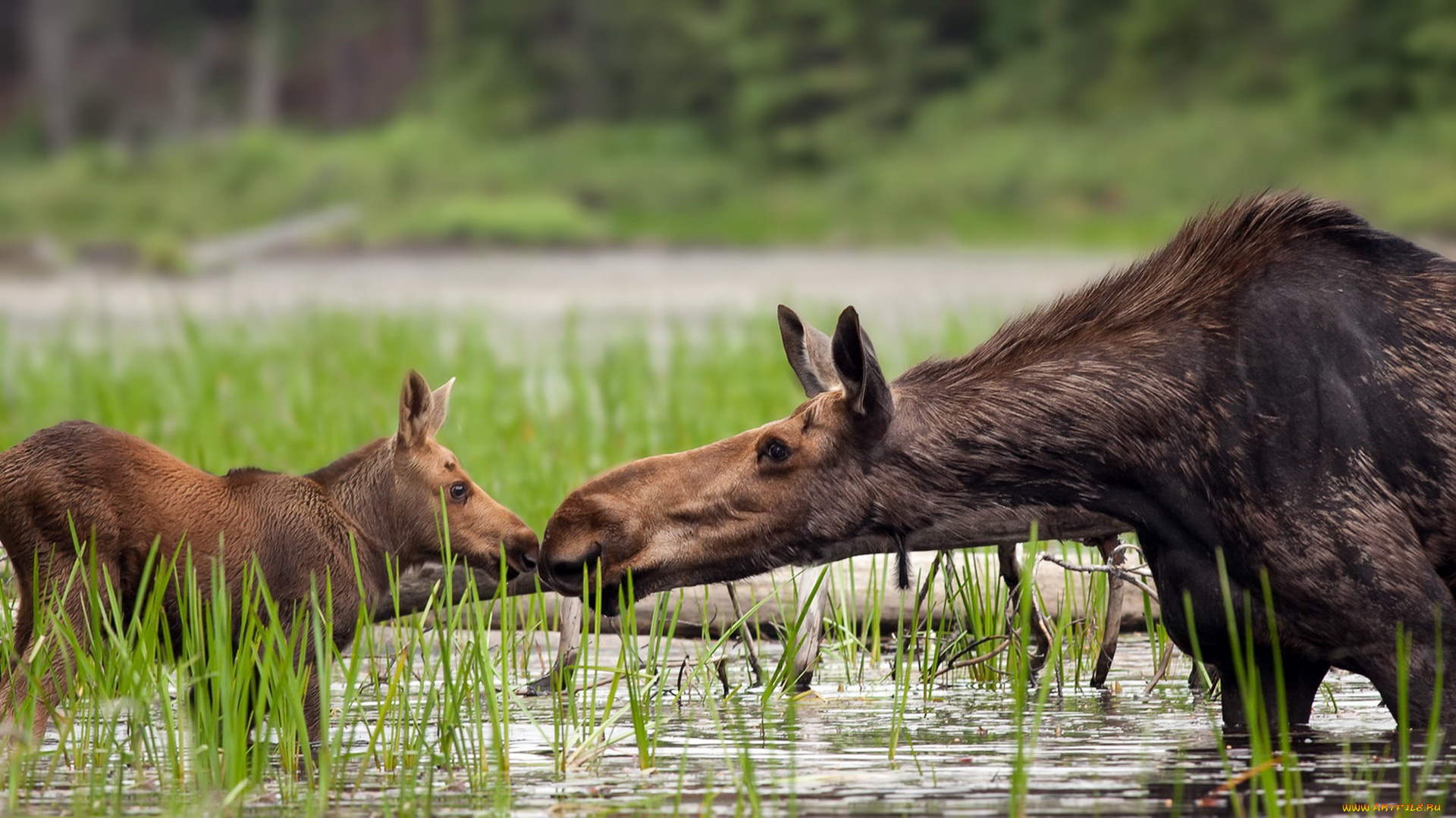 животные, лоси, озеро, природа