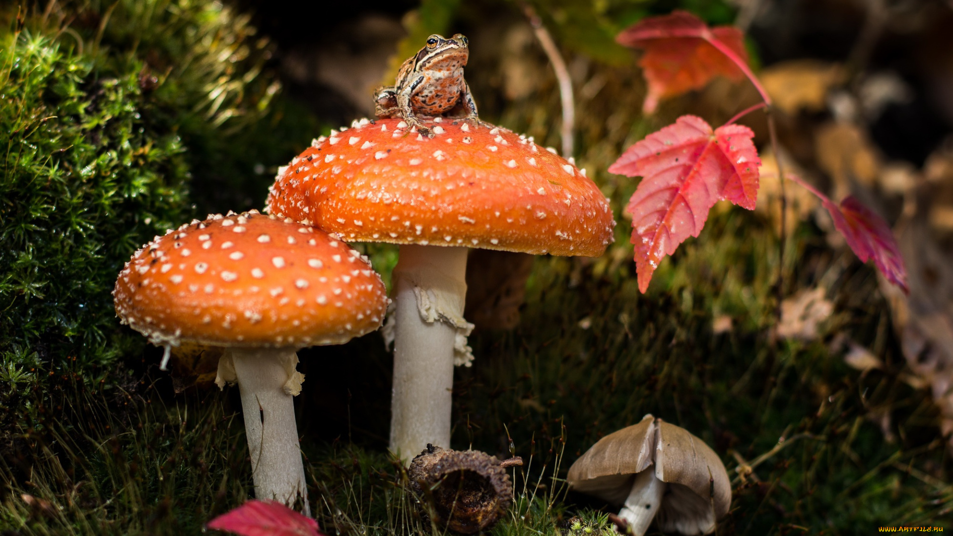 животные, лягушки, лягушка, грибы, мох, мухомор