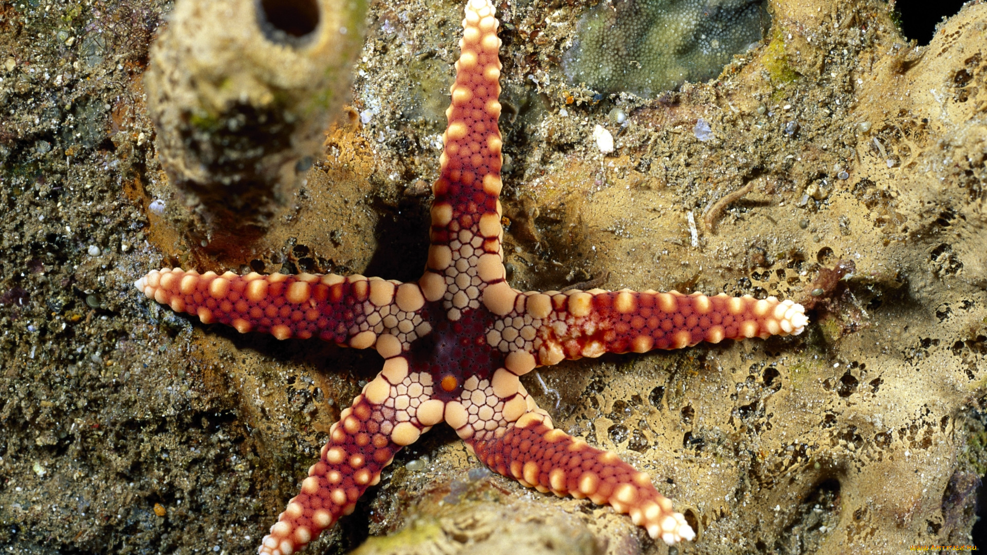 животные, морские, звёзды, дно, красная, морская, звезда