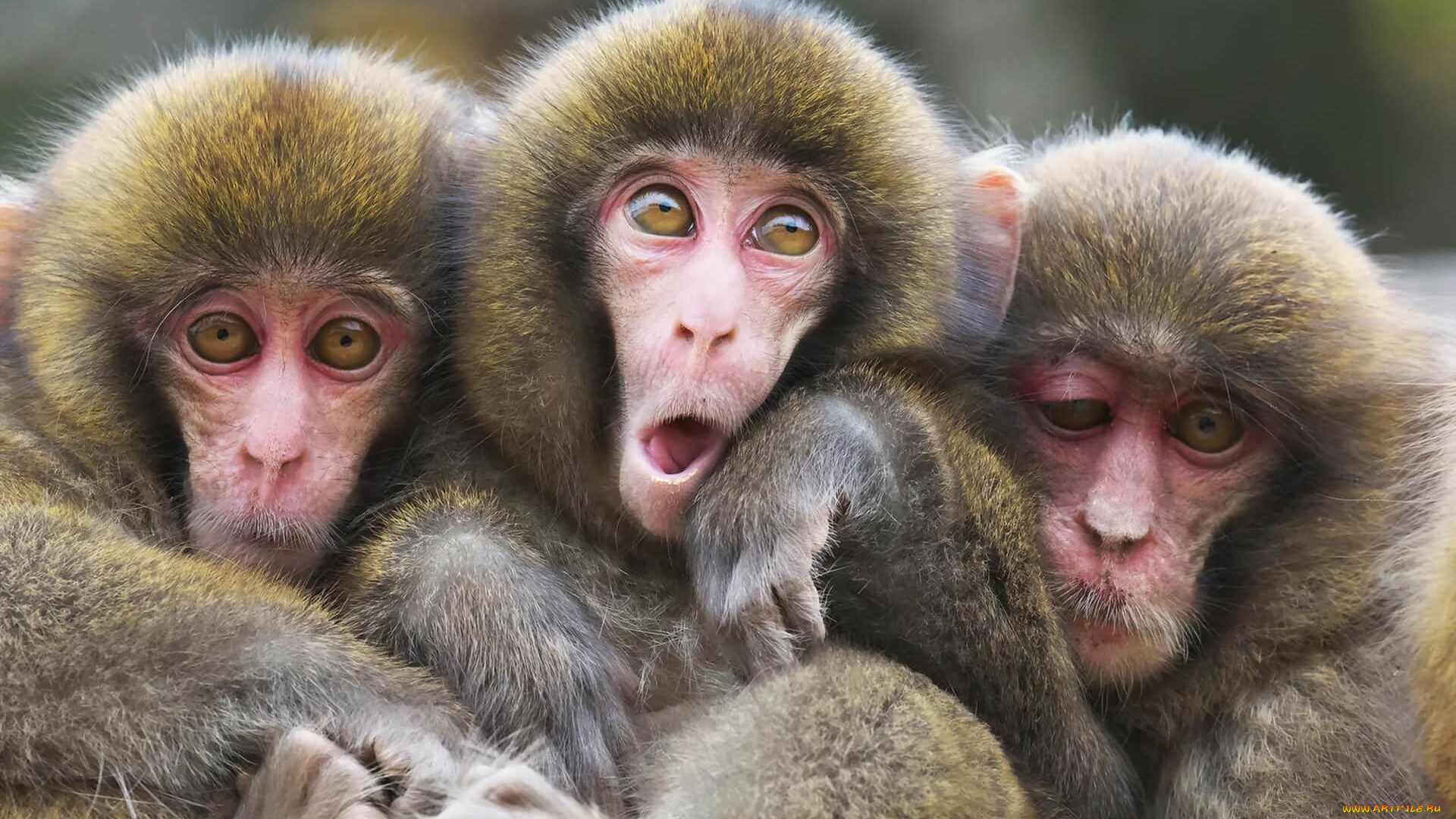 животные, обезьяны, мартышки, ужимки