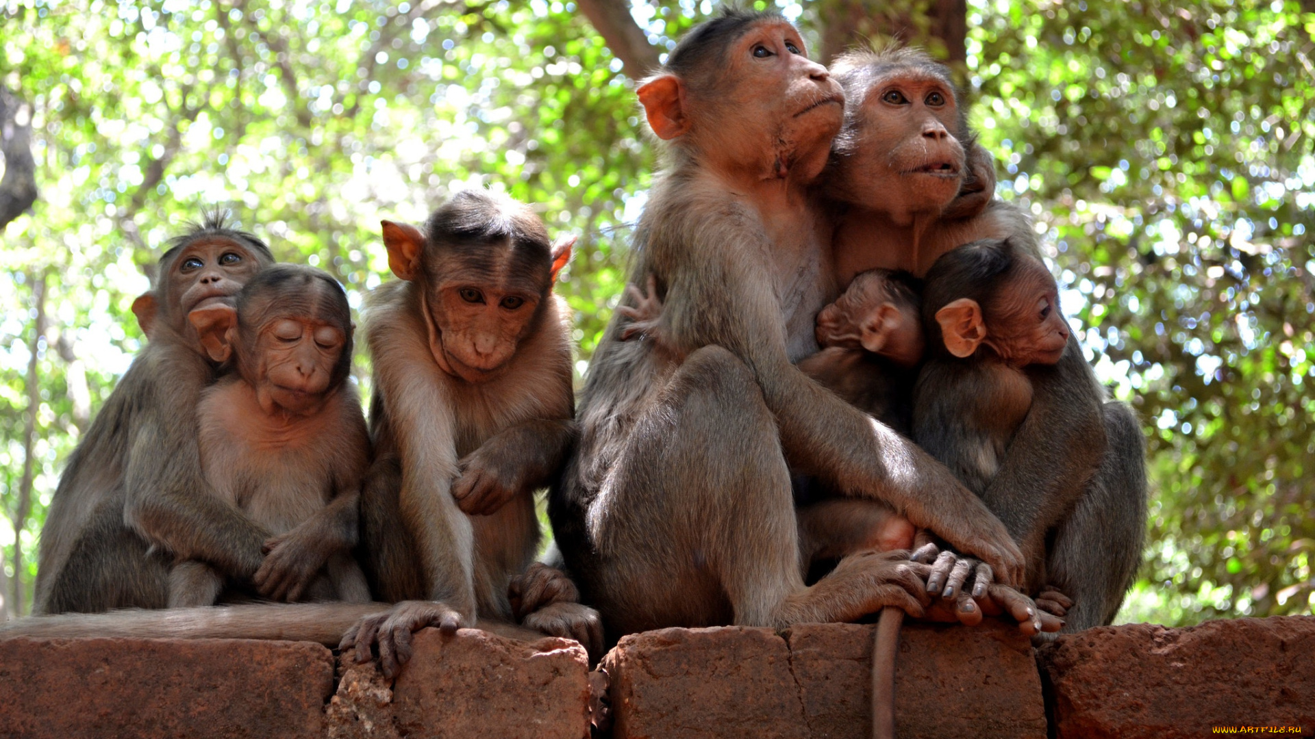 животные, обезьяны, природа, семья